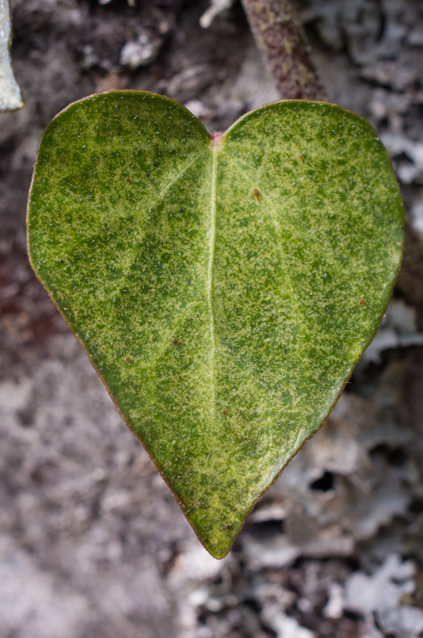 Pentax smc DA 35mm F2.8 Macro Limited sample photo. Green heart photography