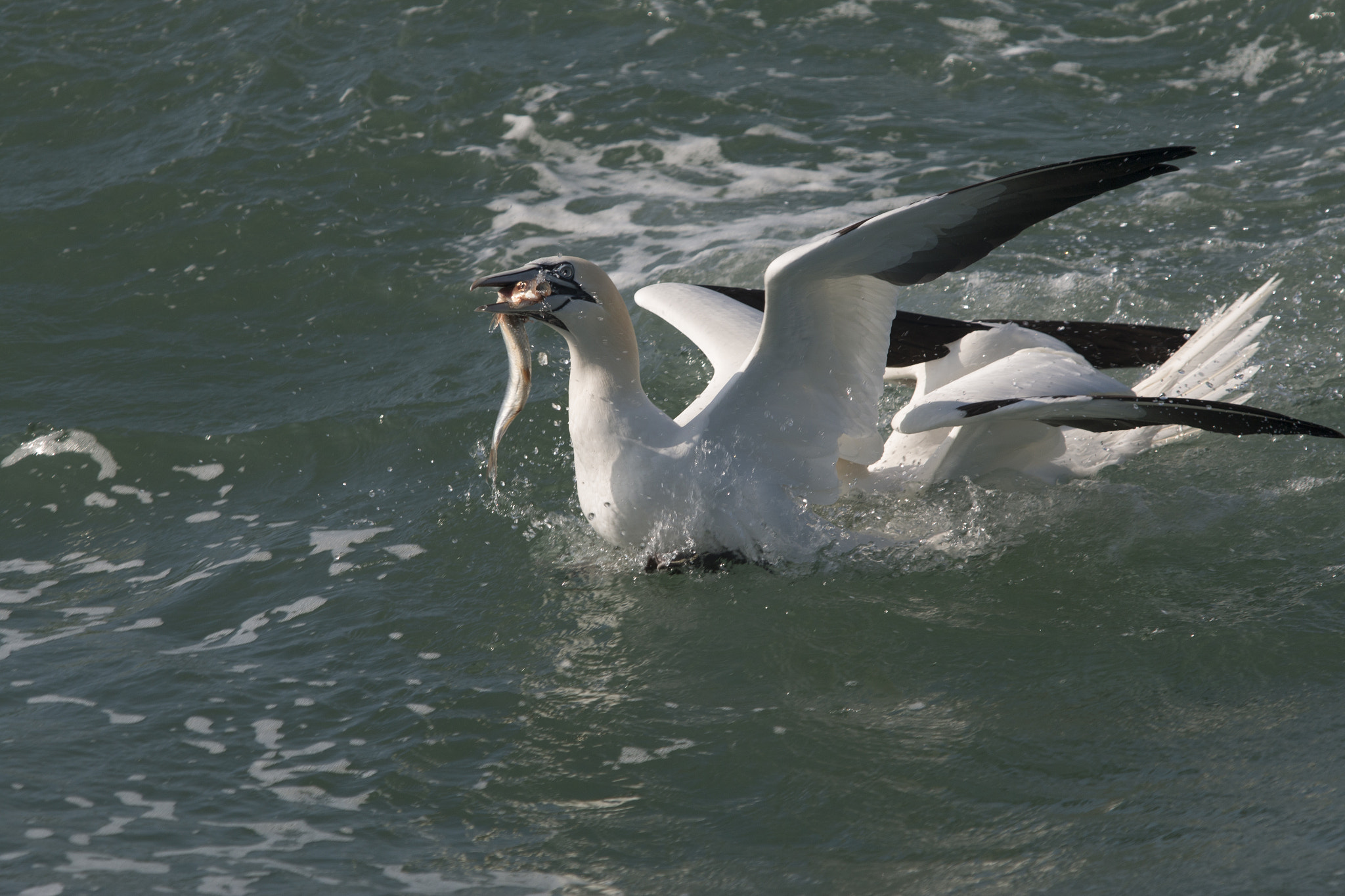 Canon EOS 70D + Canon EF 70-200mm F2.8L USM sample photo. Northern gannet photography