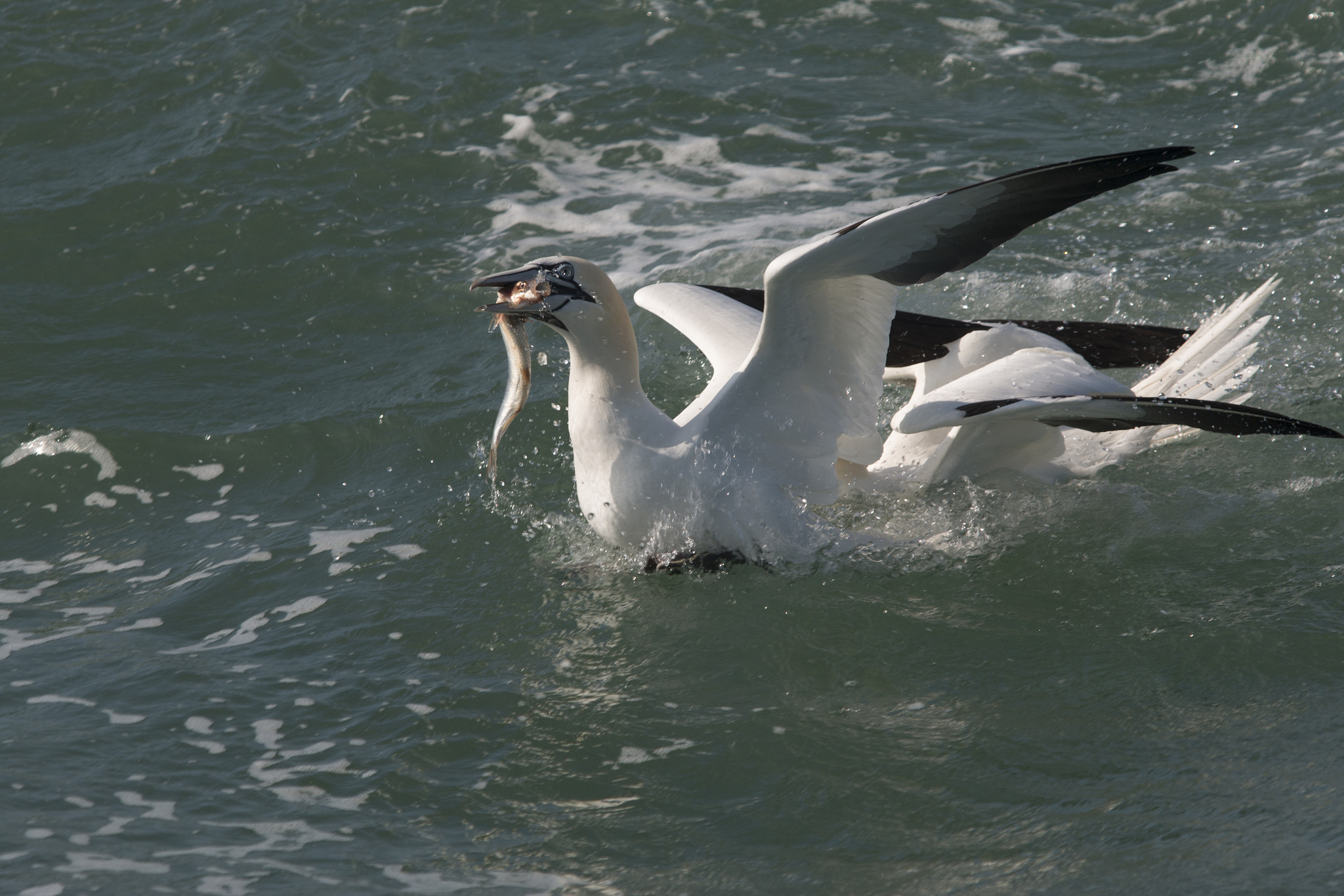 Canon EF 70-200mm F2.8L USM sample photo. Northern gannet photography
