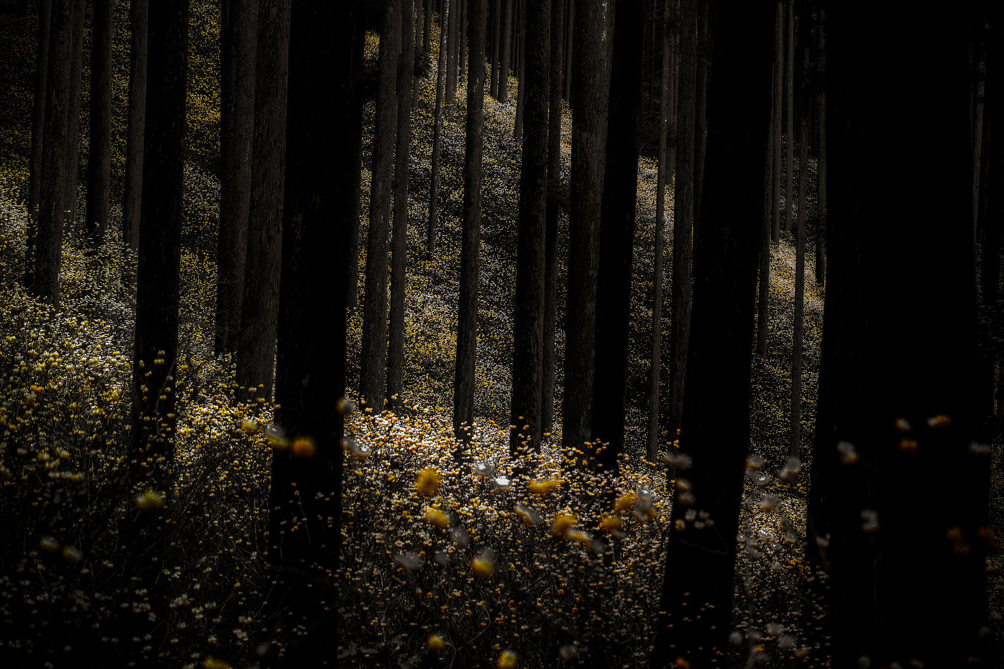 Sigma SD1 sample photo. Spring forest photography