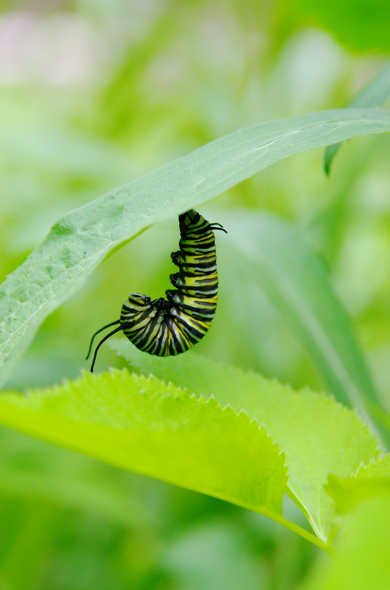 Pentax K-5 II sample photo. Caterpillar photography