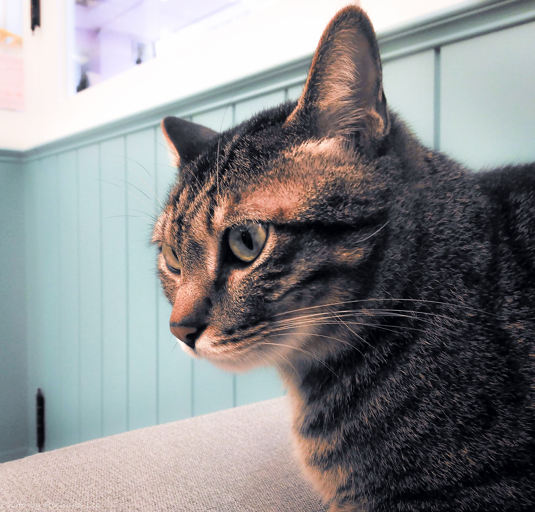 ASUS ZenFone 2 Laser (ZE550KL) sample photo