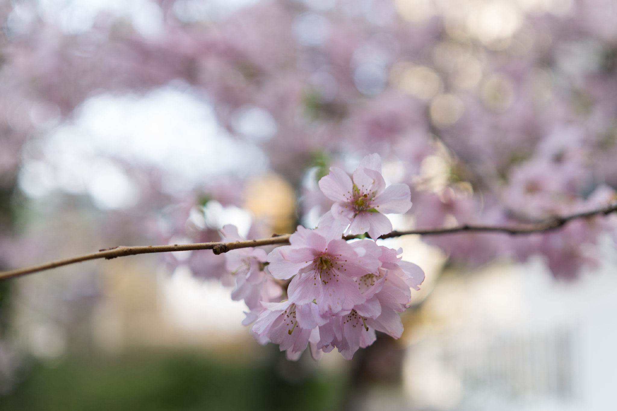 Sony a5100 + Sigma 30mm F2.8 EX DN sample photo. Flower blossom photography