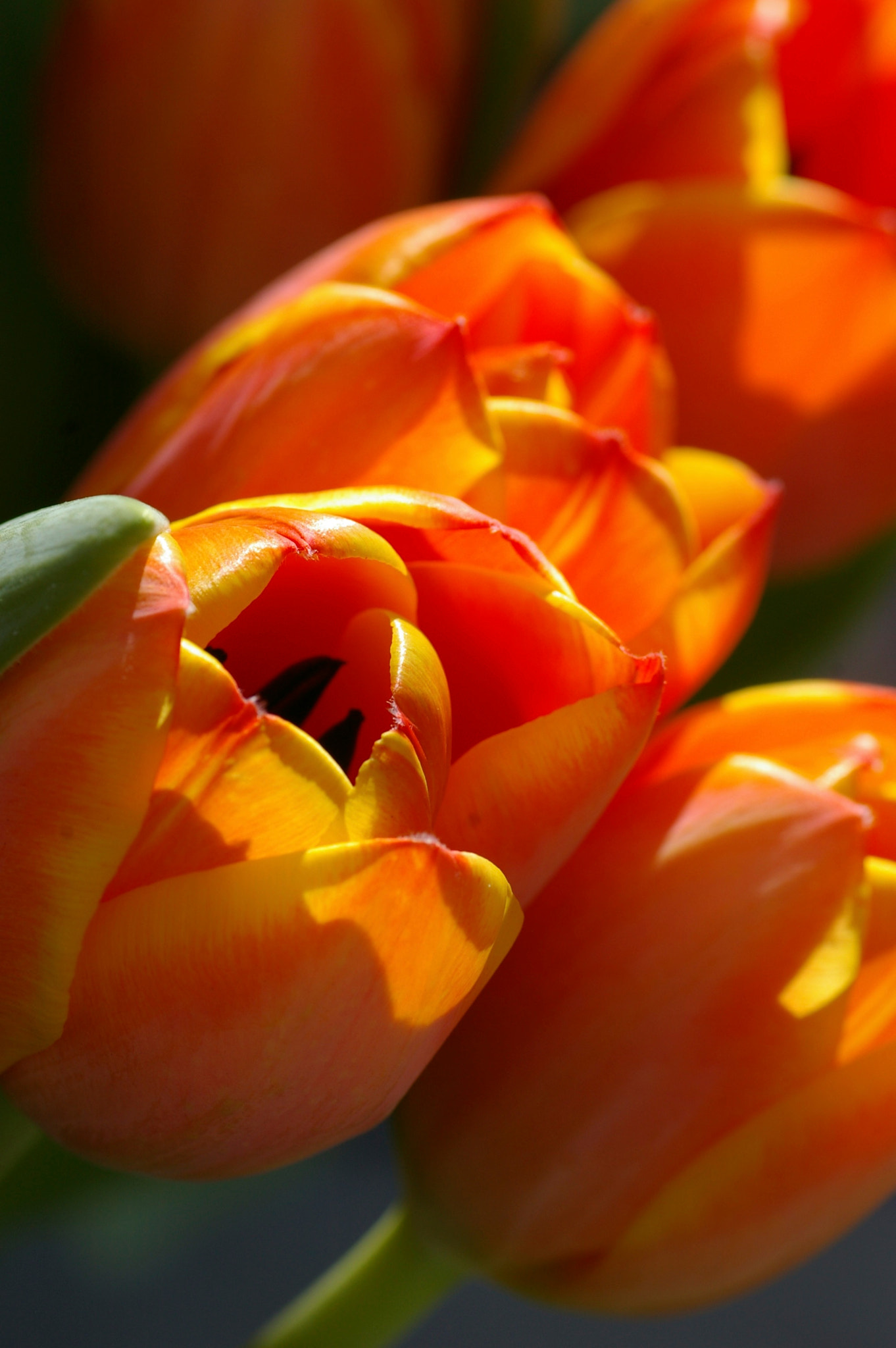 Pentax *ist DL + Tamron SP AF 90mm F2.8 Di Macro sample photo. Tulip orange photography