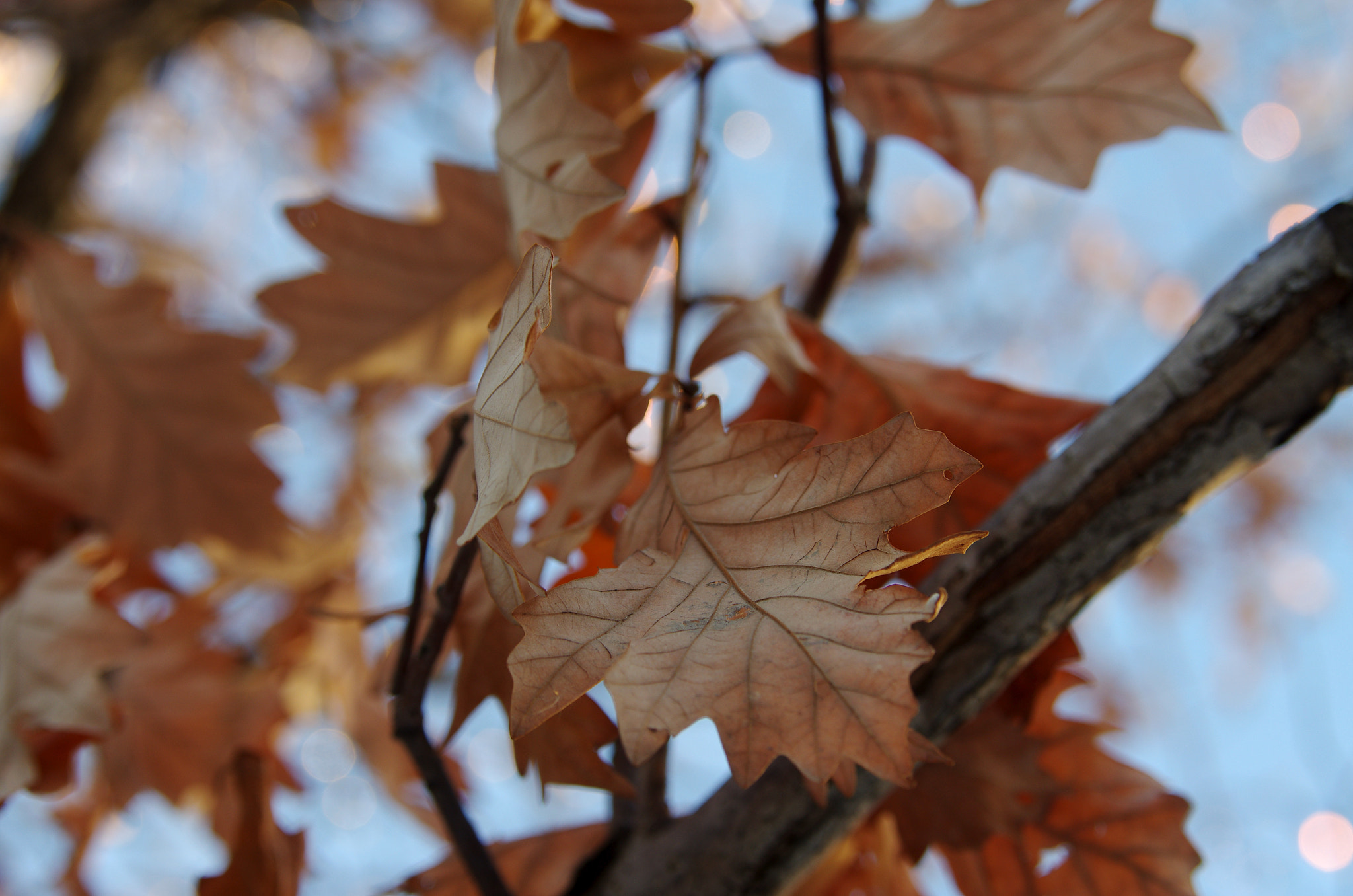 Pentax K-5 II + Tamron AF 28-75mm F2.8 XR Di LD Aspherical (IF) sample photo. Leaves in the winter photography