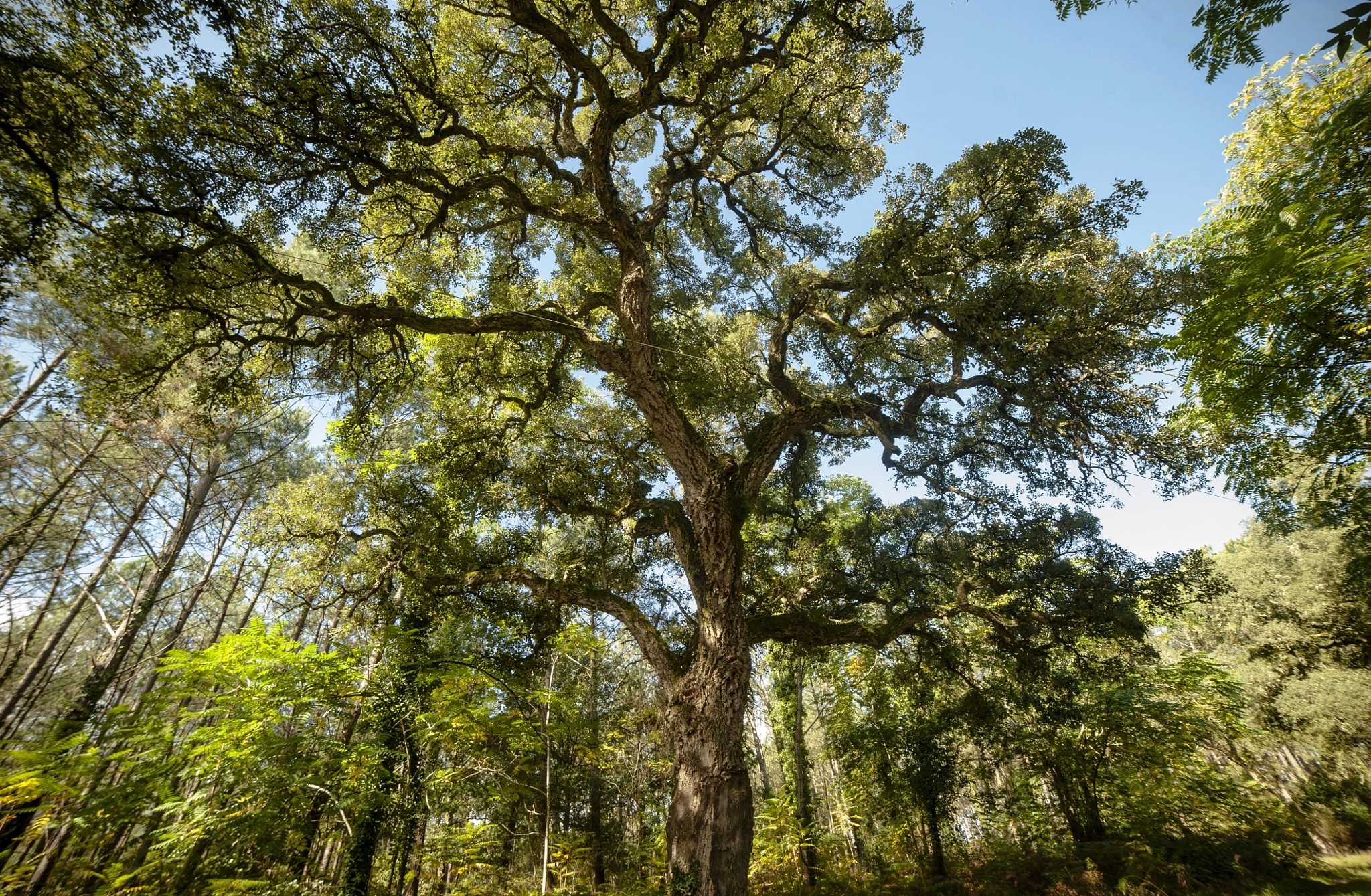 Nikon D3 sample photo. Big tree photography