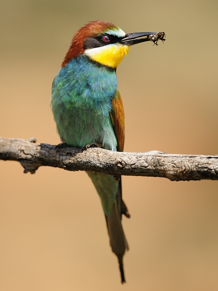 merops apiaster by Josep Serra / 500px