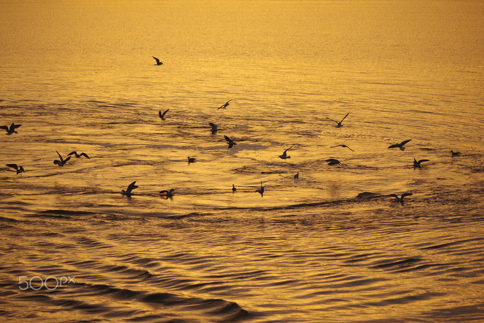 Pentax K-3 sample photo. Gulls in the gold. photography