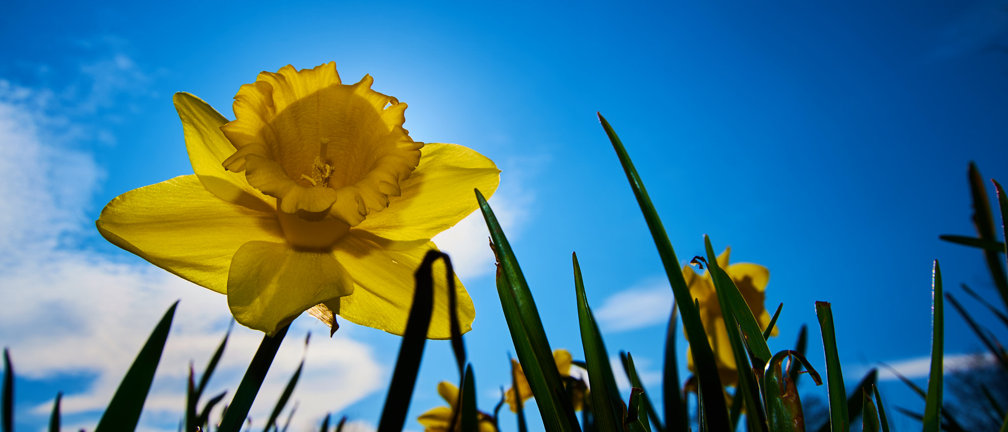 Sony ILCA-77M2 + 10-20mm F3.5 sample photo. Proud daffodil photography