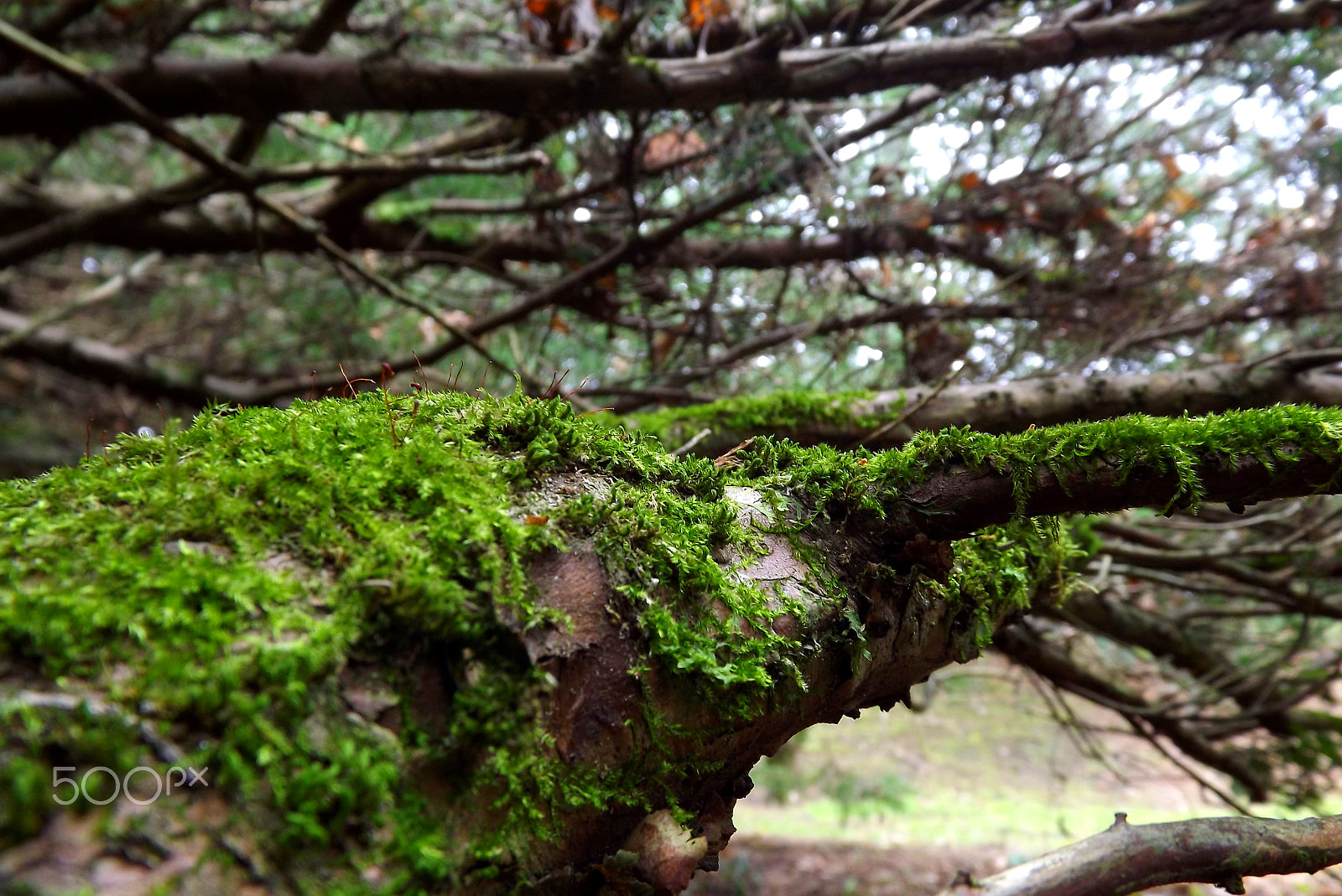 Fujifilm FinePix S3400 sample photo. Moss on the branch photography