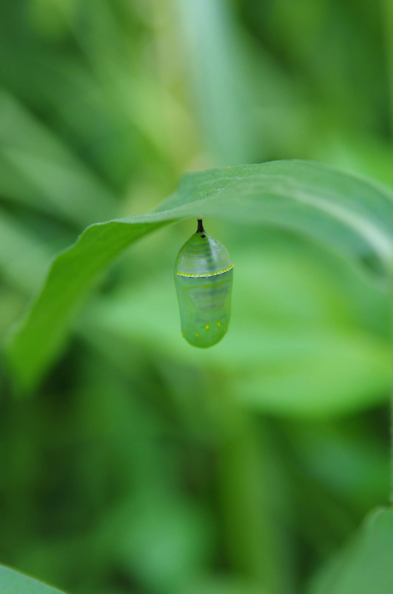 Pentax K-5 II sample photo. Chrysalis in the fall photography