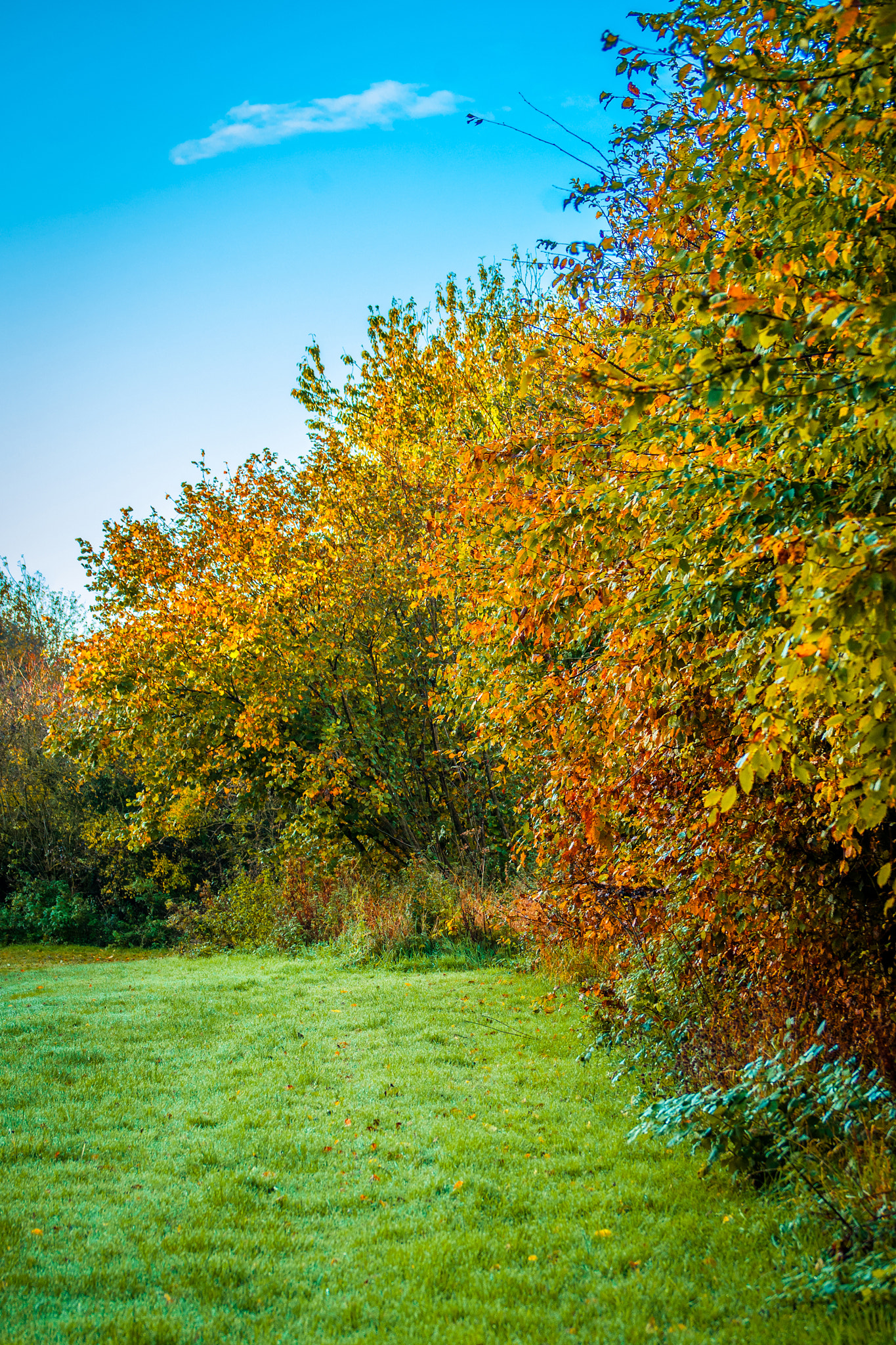 Sony 75-300mm F4.5-5.6 sample photo. Trees in autumn colors and blue sky photography