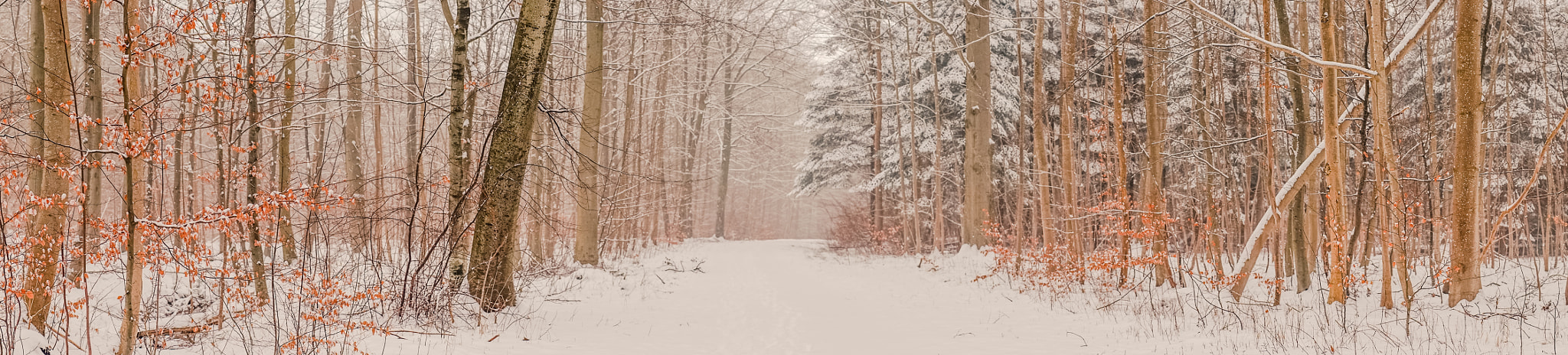 Sony a7R + Minolta AF 50mm F1.4 [New] sample photo. Snowy landscape in the forest at wintertime photography