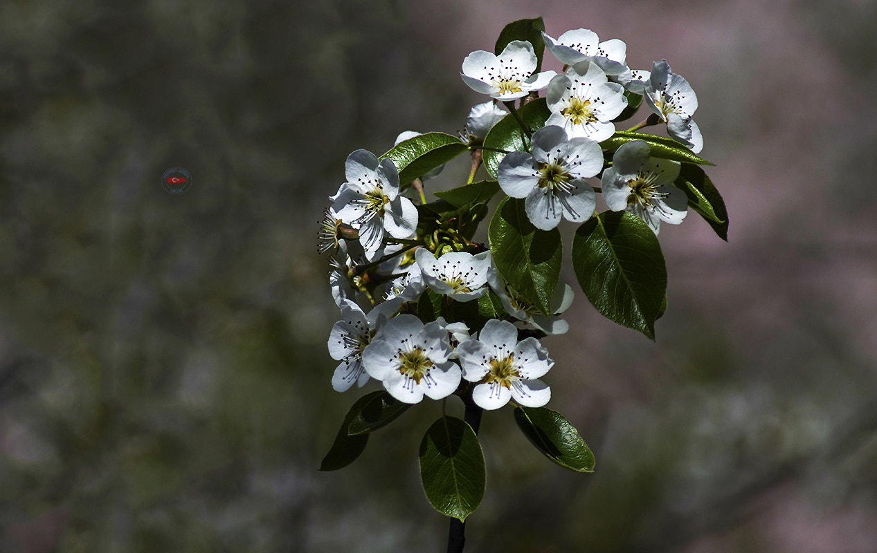 smc PENTAX-FA 100-300mm F4.7-5.8 sample photo. Flowers is beautiful photography