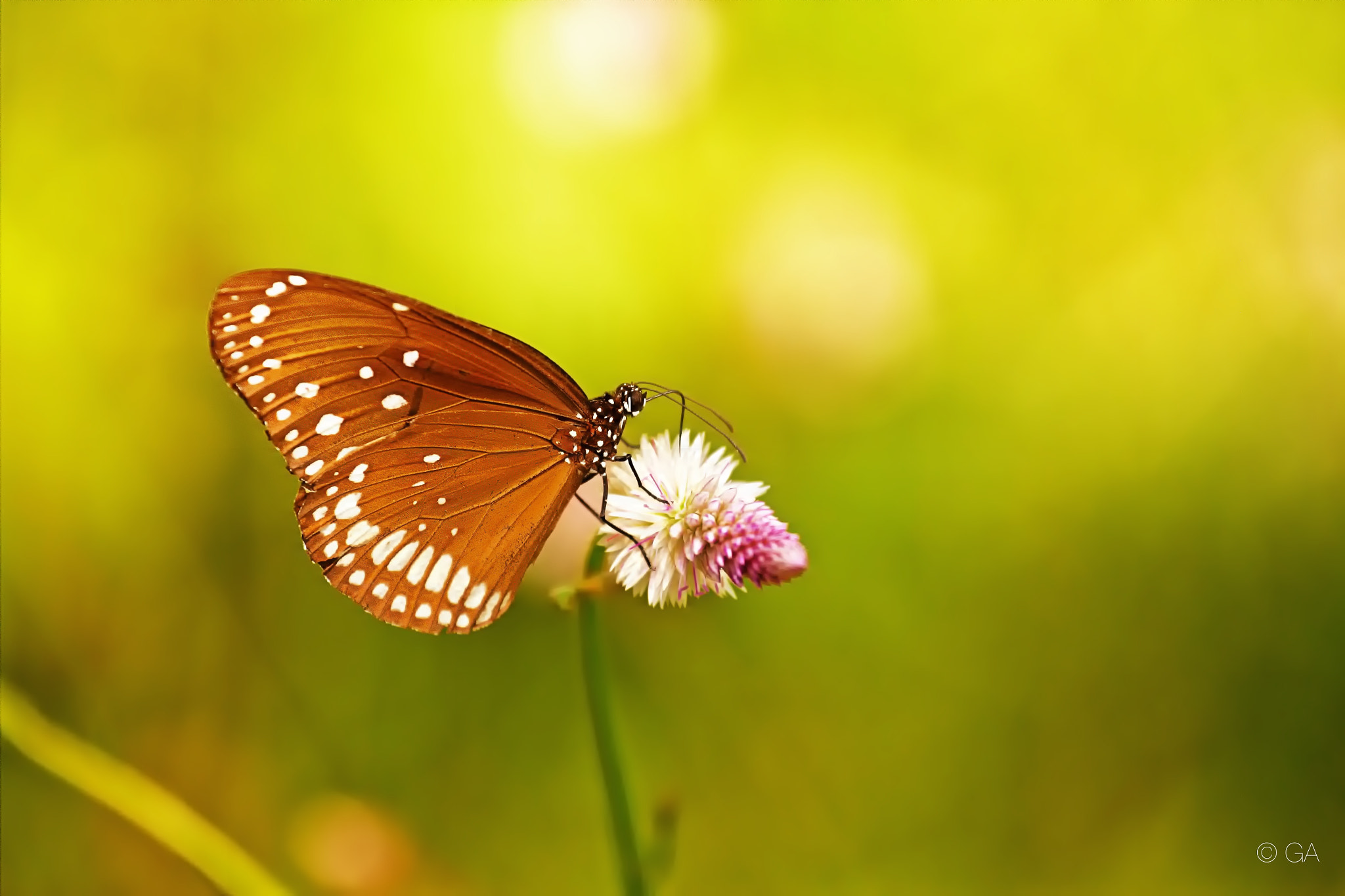 Canon EF 70-300mm F4-5.6L IS USM sample photo. Butterfly photography
