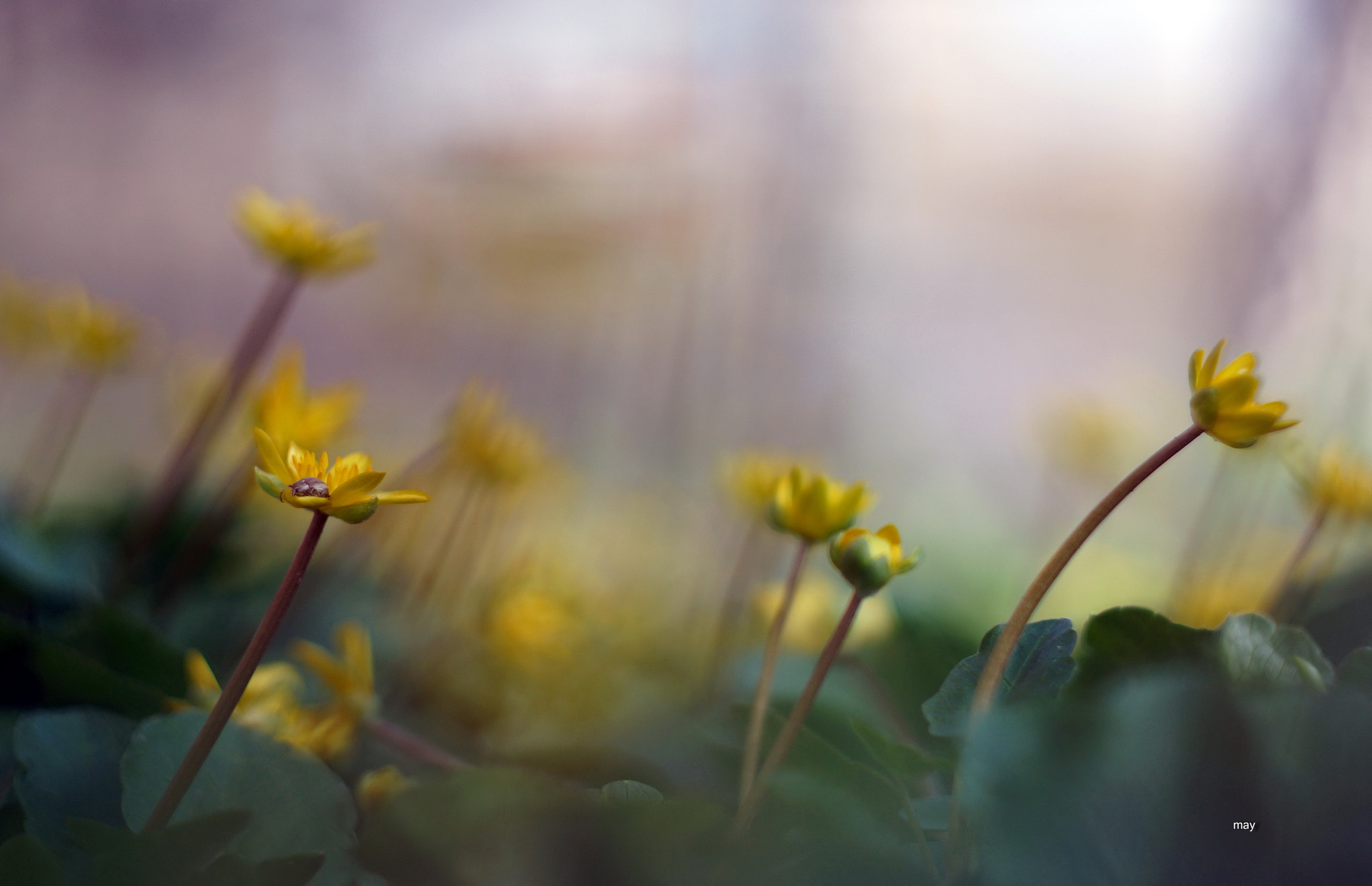 Sony SLT-A65 (SLT-A65V) + Minolta AF 50mm F1.7 sample photo. к солнцу, к небу.. photography