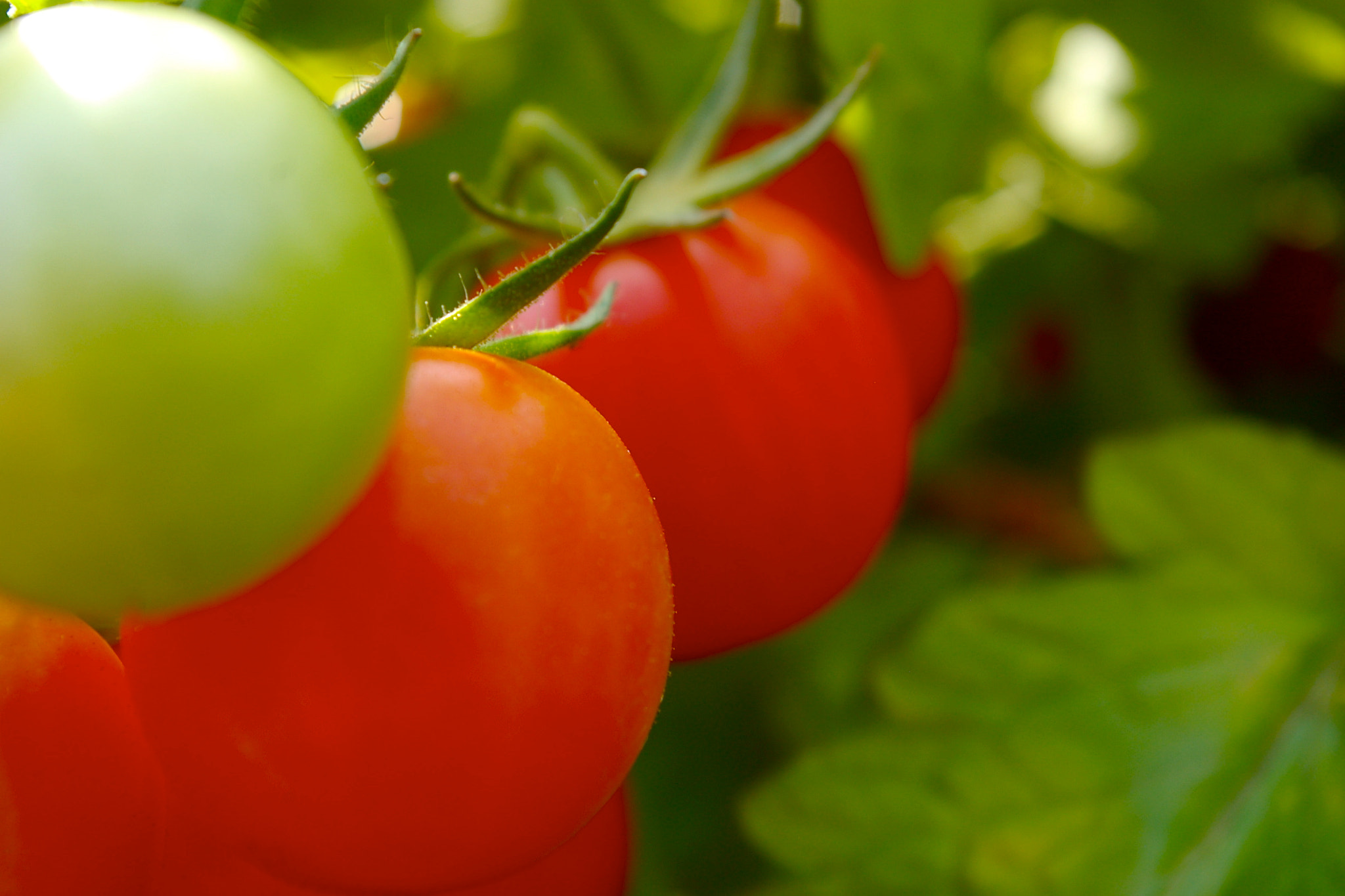 Pentax *ist DL sample photo. Tomatoes photography