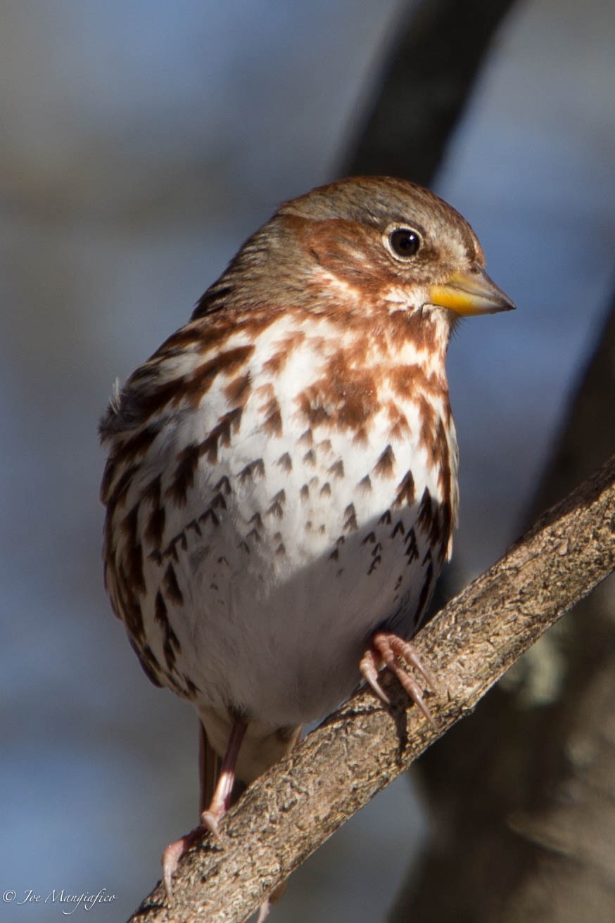 Canon EF 70-200mm F2.8L USM sample photo. Fox sparrow photography