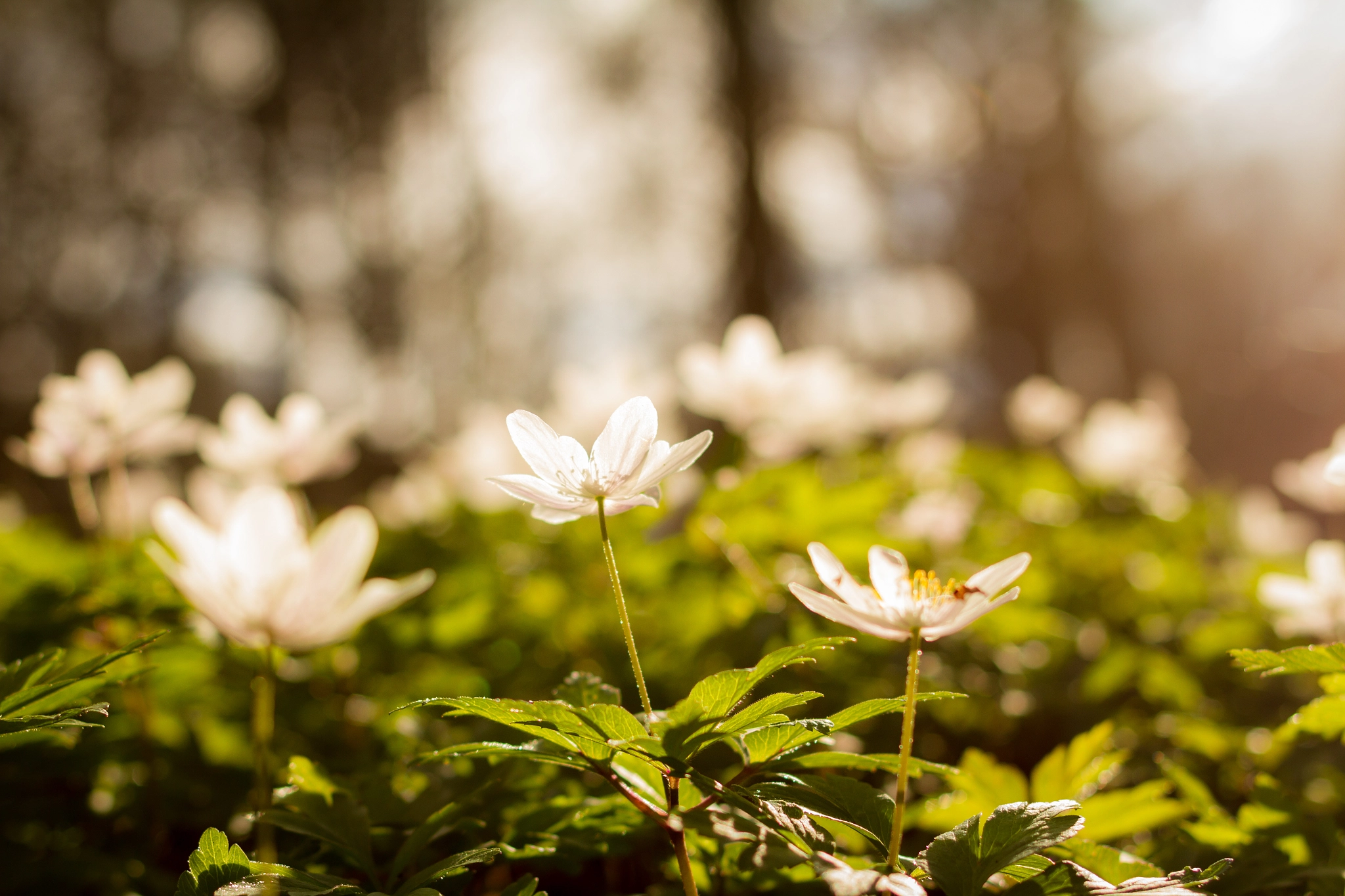 Canon TS-E 45mm F2.8 Tilt-Shift sample photo. The arrival of spring photography