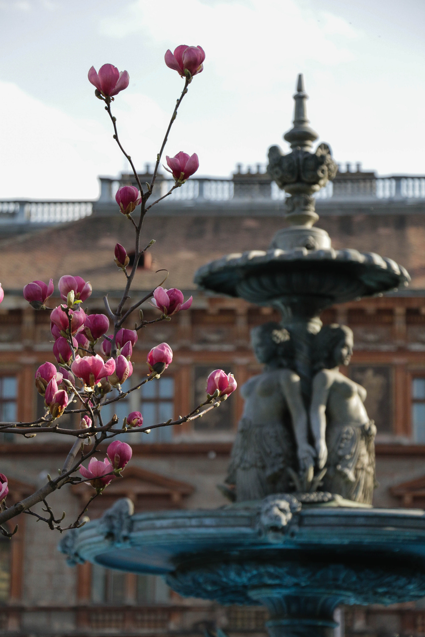 Canon EF-S 18-135mm F3.5-5.6 IS STM sample photo. Magnolias and nymphas photography