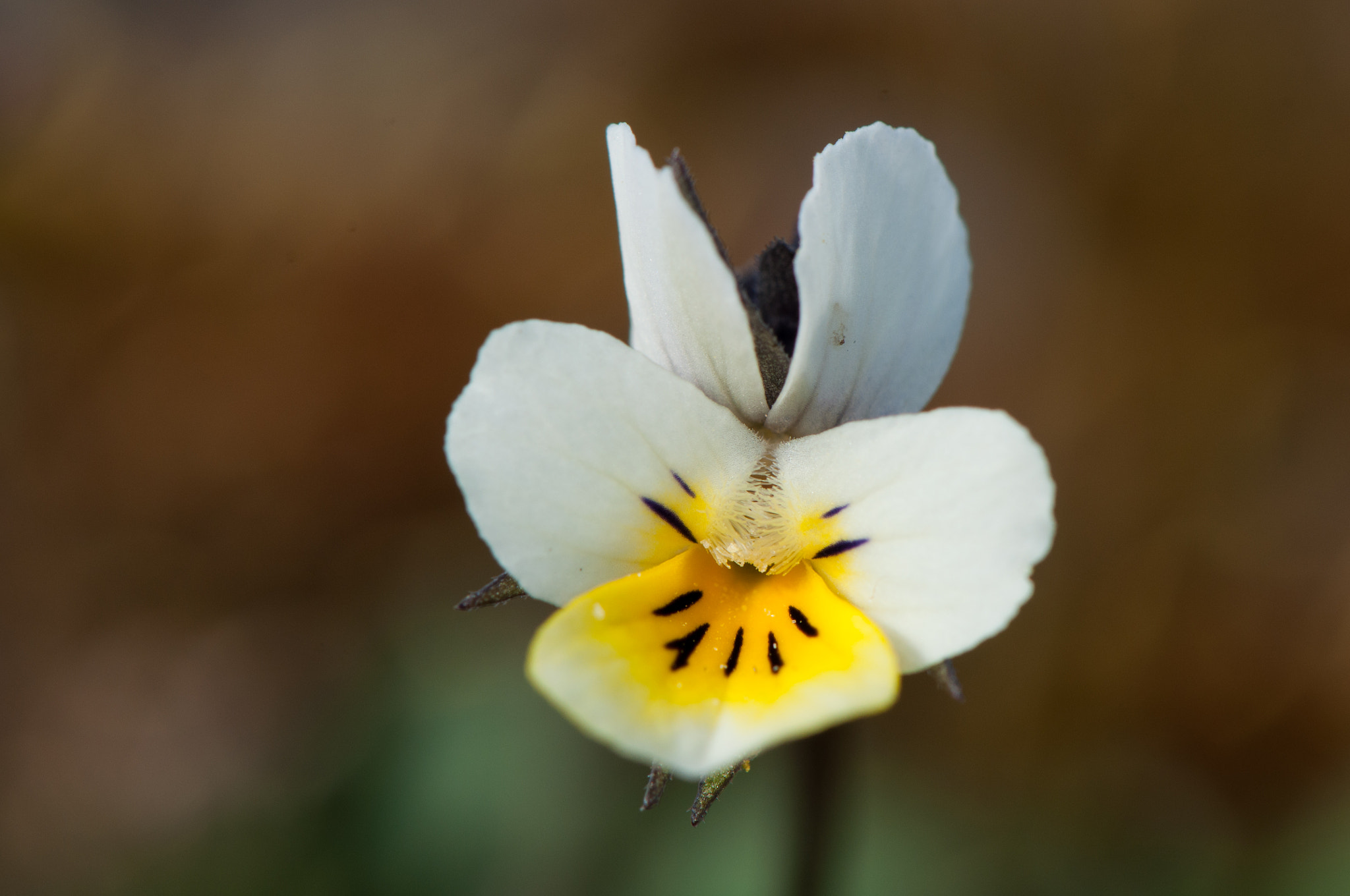 Nikon AF-S DX Micro-Nikkor 85mm F3.5G ED VR sample photo. Spring flower photography