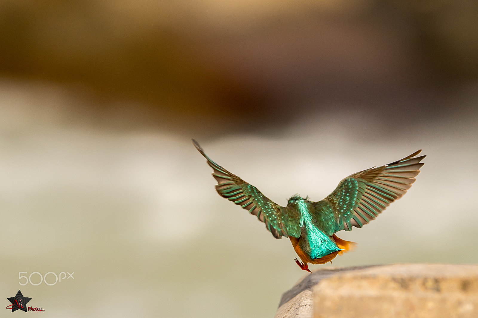 Nikon D5 sample photo. Common kingfisher (alcedo atthis)_psn1416.jpg photography