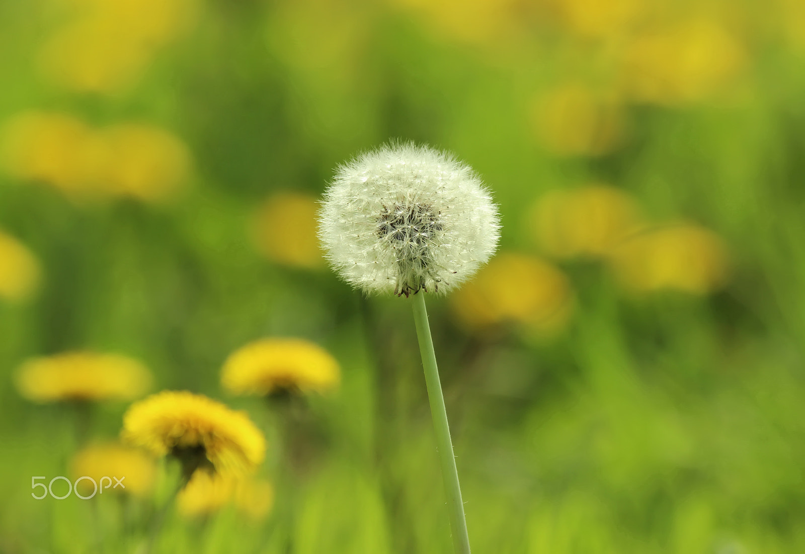 Canon EF 100-400mm F4.5-5.6L IS USM sample photo