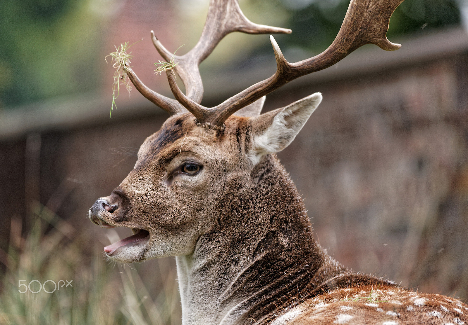 Canon EOS-1Ds Mark III + Sigma 150-500mm F5-6.3 DG OS HSM sample photo. Deer photography