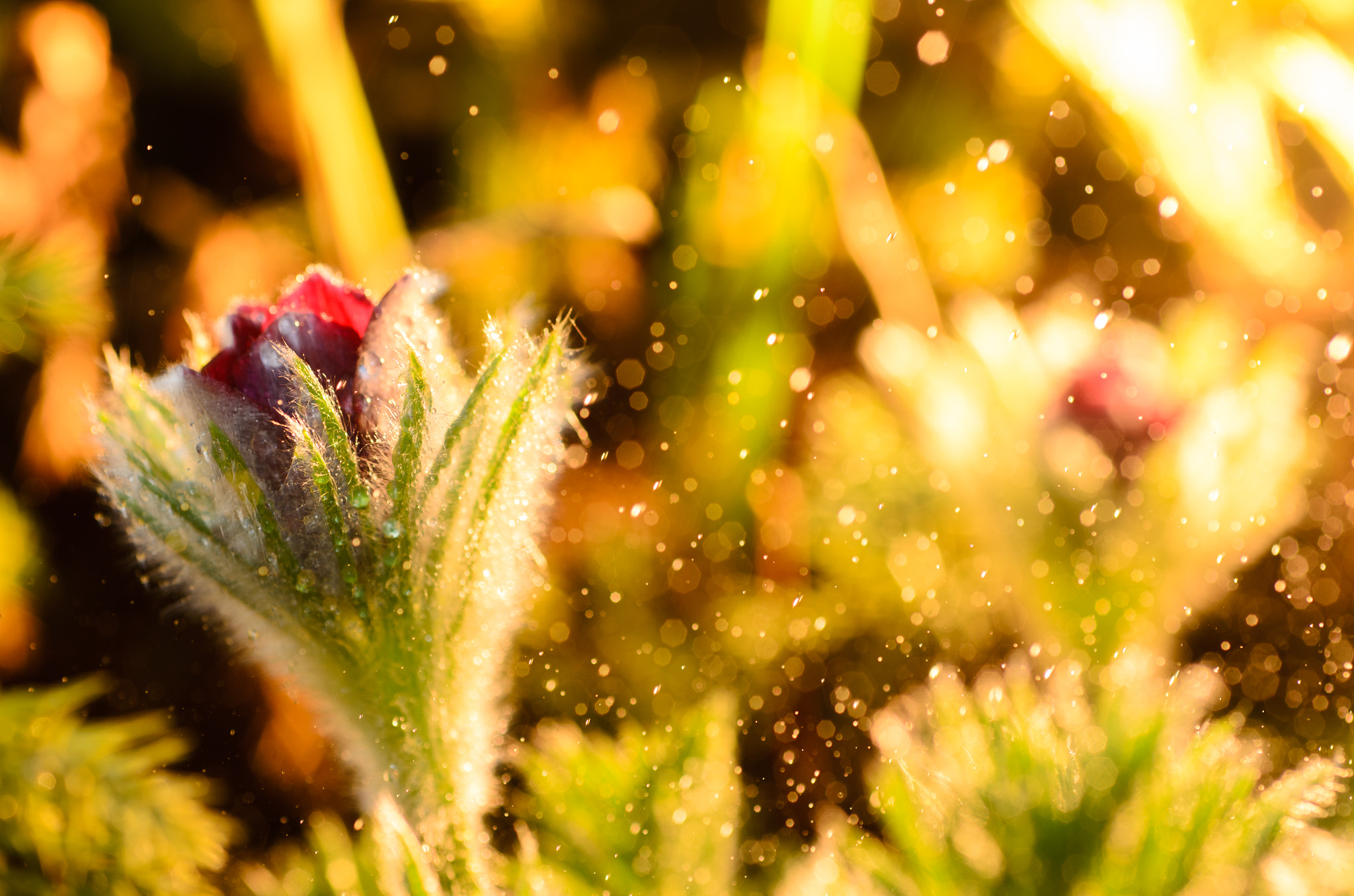 Nikon D7000 + AF Micro-Nikkor 60mm f/2.8 sample photo. Pulsatilla photography