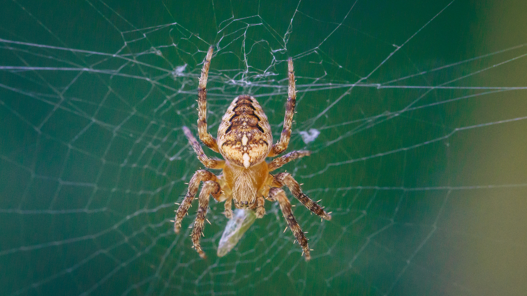 Sony a6000 + 90mm F2.8 Macro SSM sample photo. Incy wincy spider photography