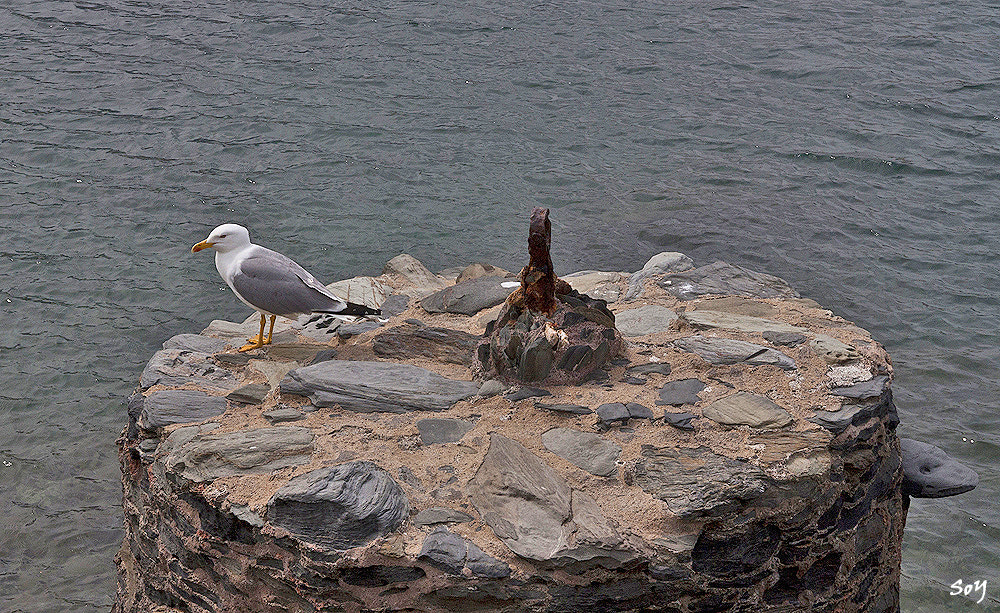 Canon EOS 450D (EOS Rebel XSi / EOS Kiss X2) + Sigma 18-50mm f/2.8 Macro sample photo. La gaviota... cadaqués... photography