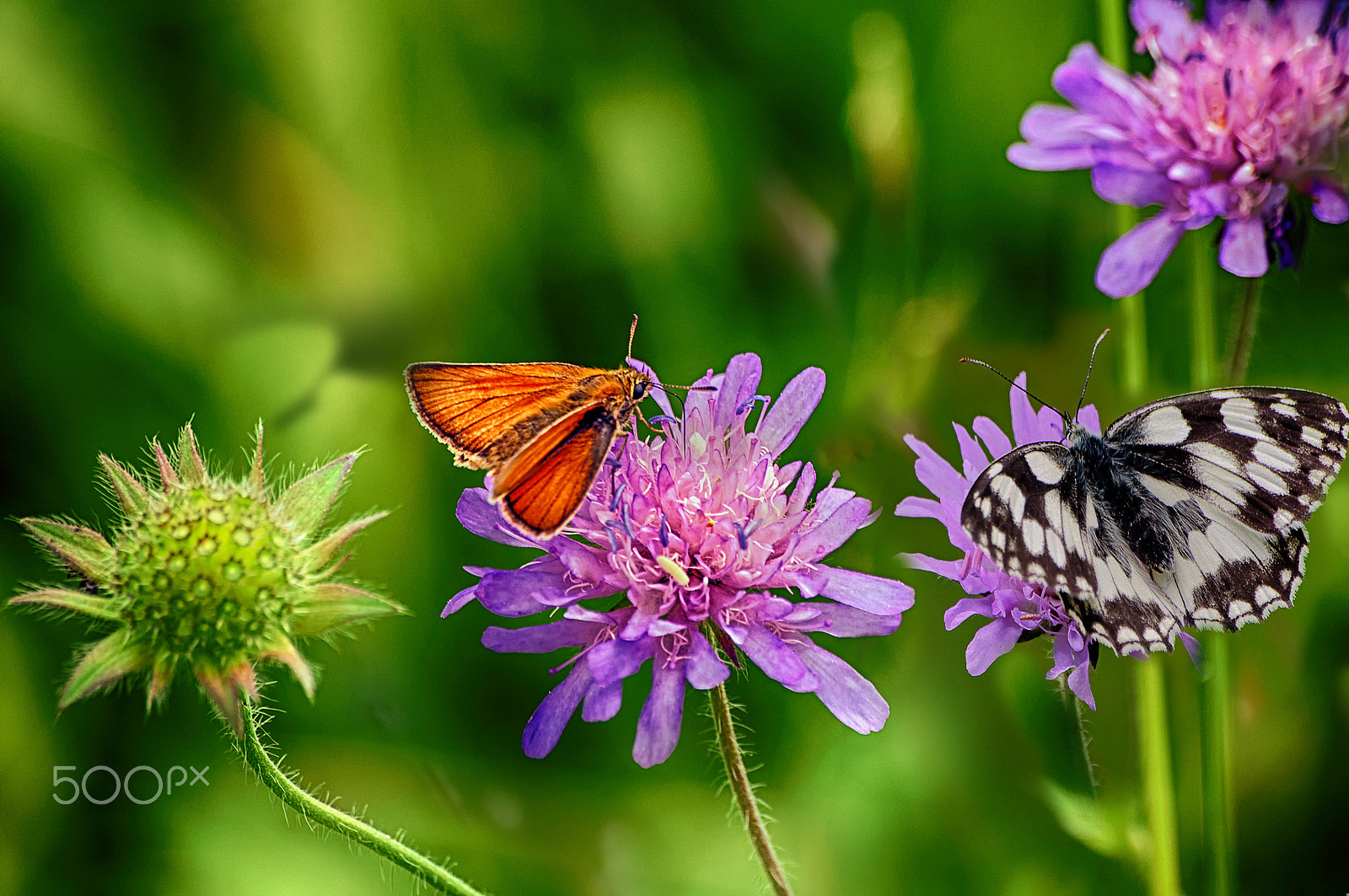 Pentax K-r + Sigma sample photo. Auf einer almwiese photography