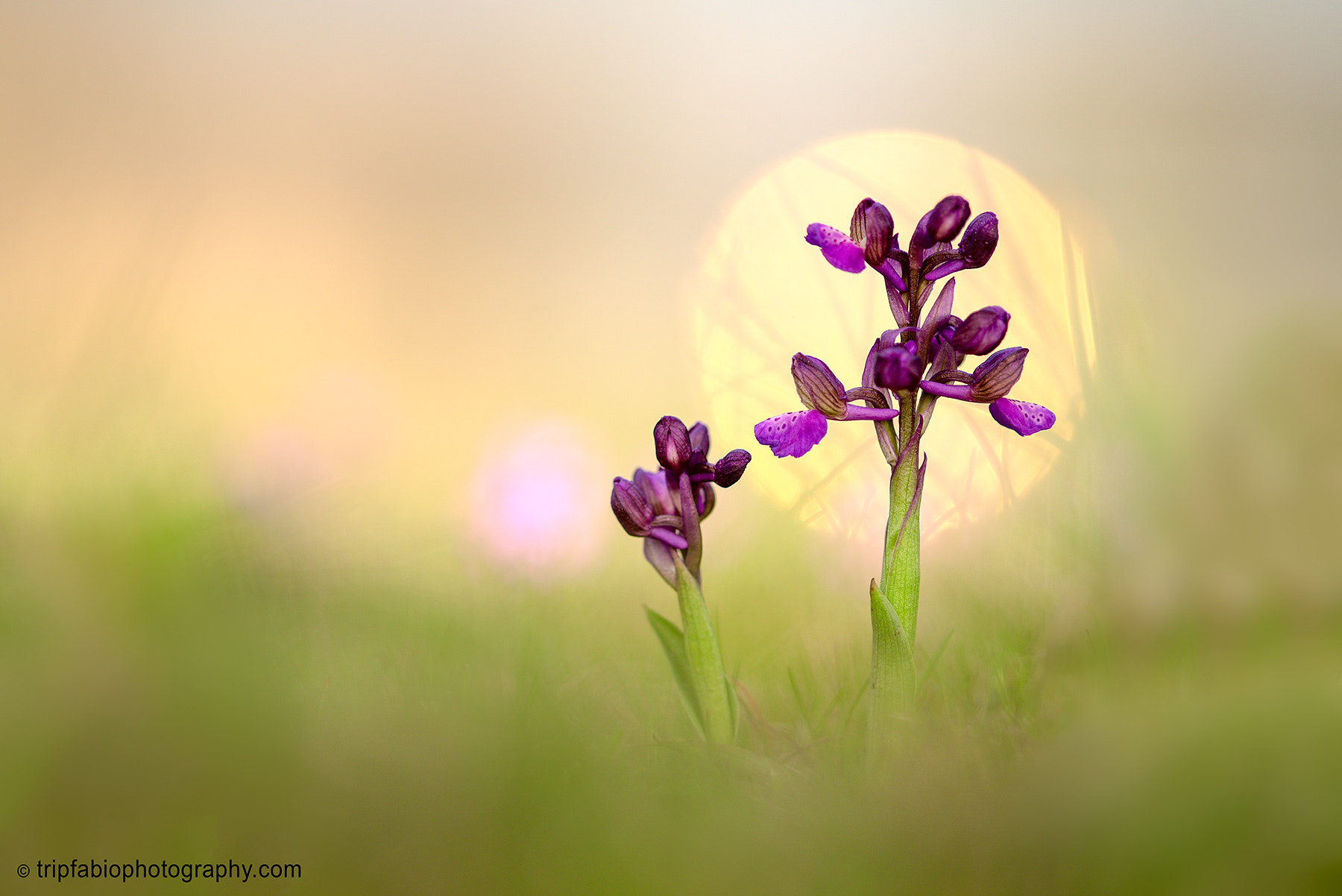 Nikon D750 + Nikon AF Micro-Nikkor 200mm F4D ED-IF sample photo. Anacamptis morio photography