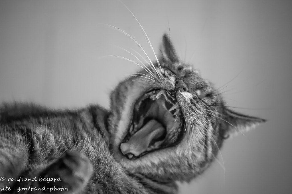 Sigma 105mm F2.8 EX DG OS HSM sample photo. Chat moustique photography
