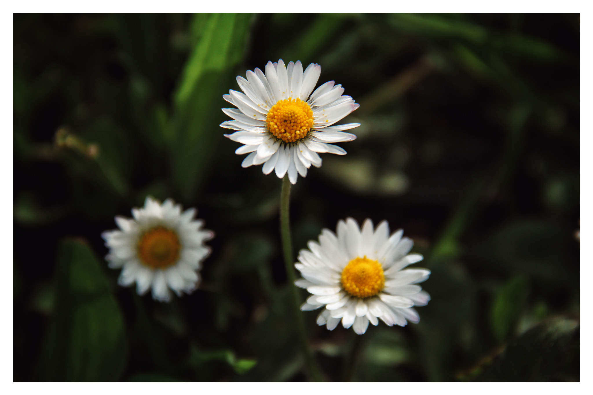 Canon EF-S 18-135mm F3.5-5.6 IS sample photo. Little flowers margherite photography