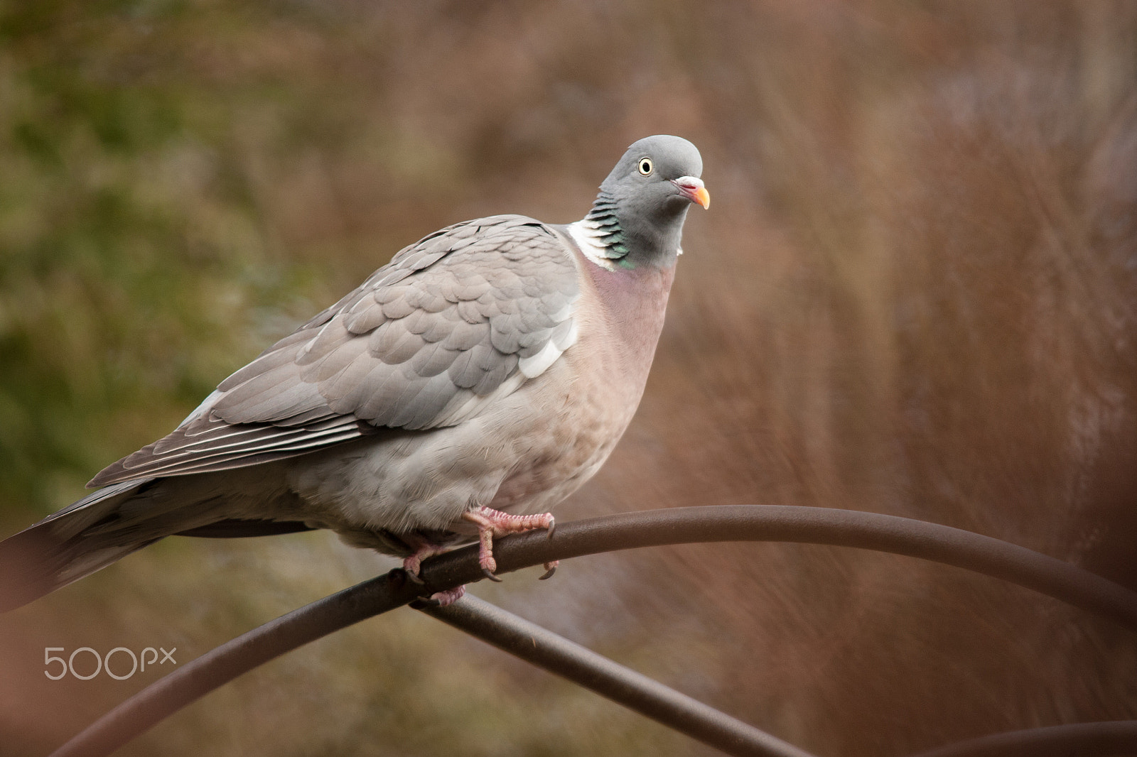 Sigma 150-500mm F5-6.3 DG OS HSM sample photo. Wood pigeon photography