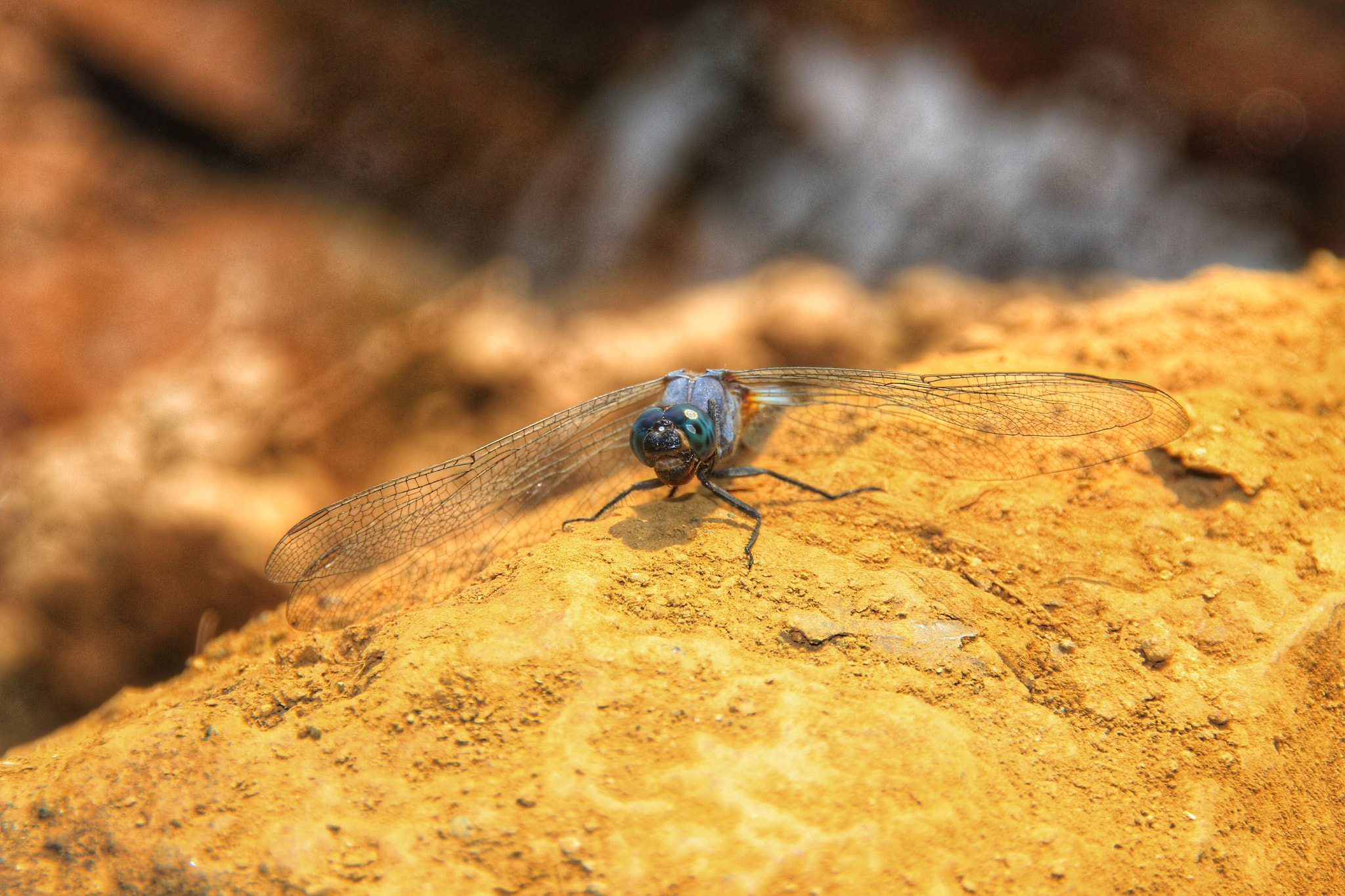 Canon EOS 60D + Canon 18-200mm sample photo. Dragonfly photography