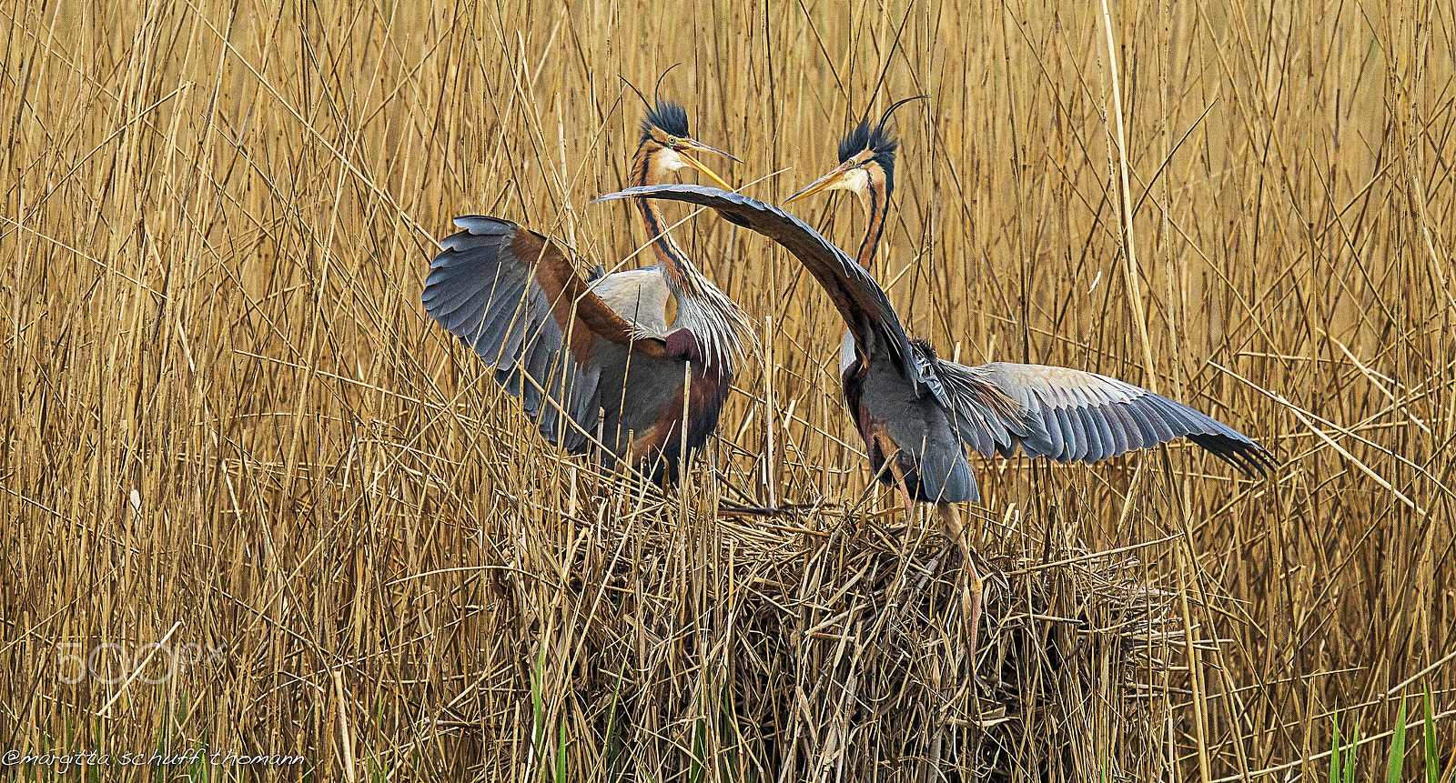 Canon EF 300mm F2.8L IS USM sample photo. Courtship.. photography