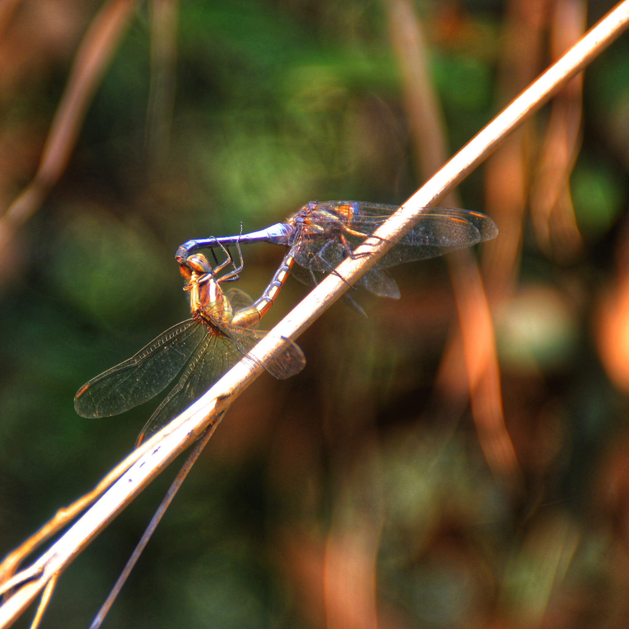 Canon EOS 60D + Canon 18-200mm sample photo. Dragonfly love photography
