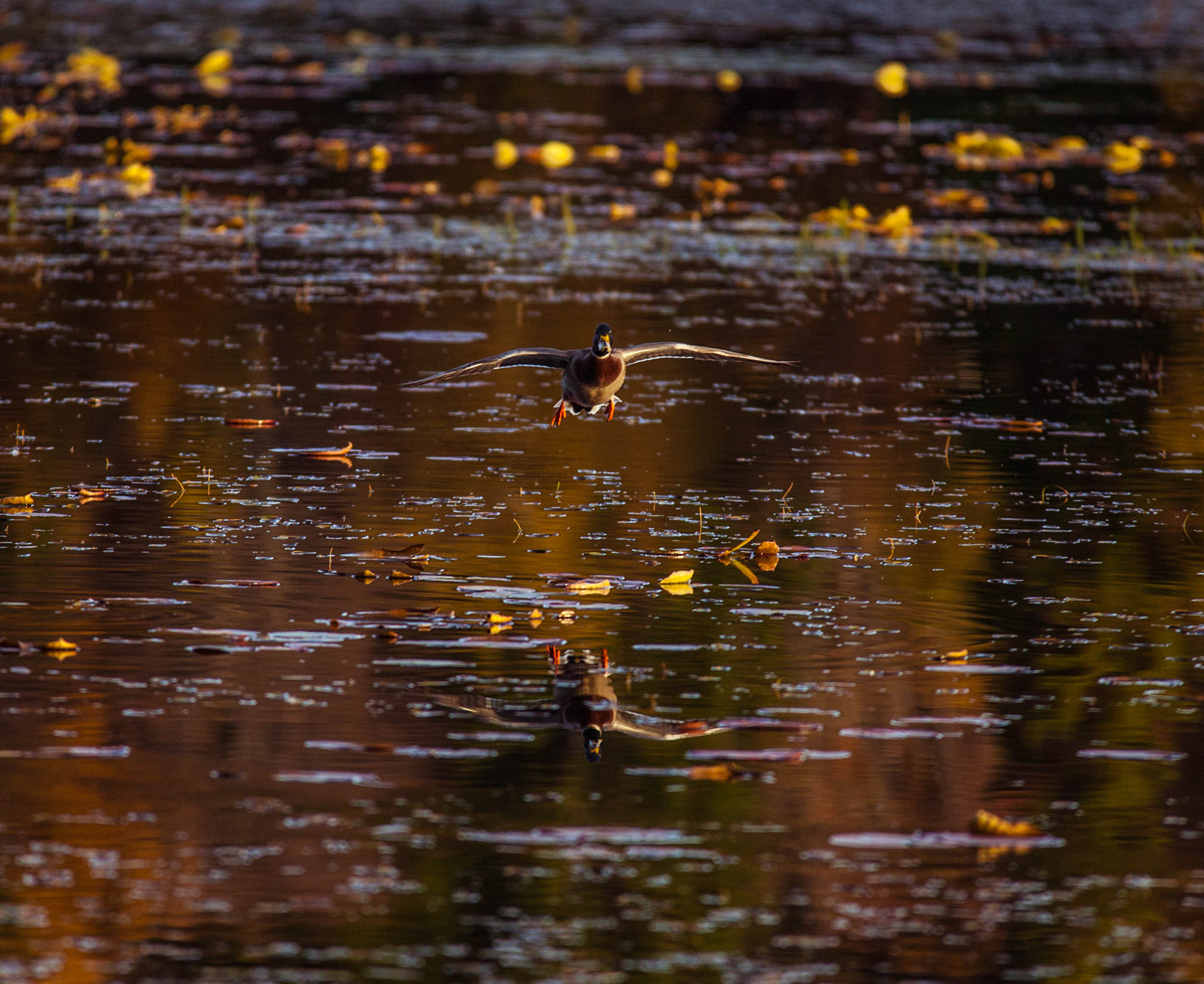 Canon EOS 5D Mark II + Sigma 100-300mm f/4 sample photo. Stokkand photography