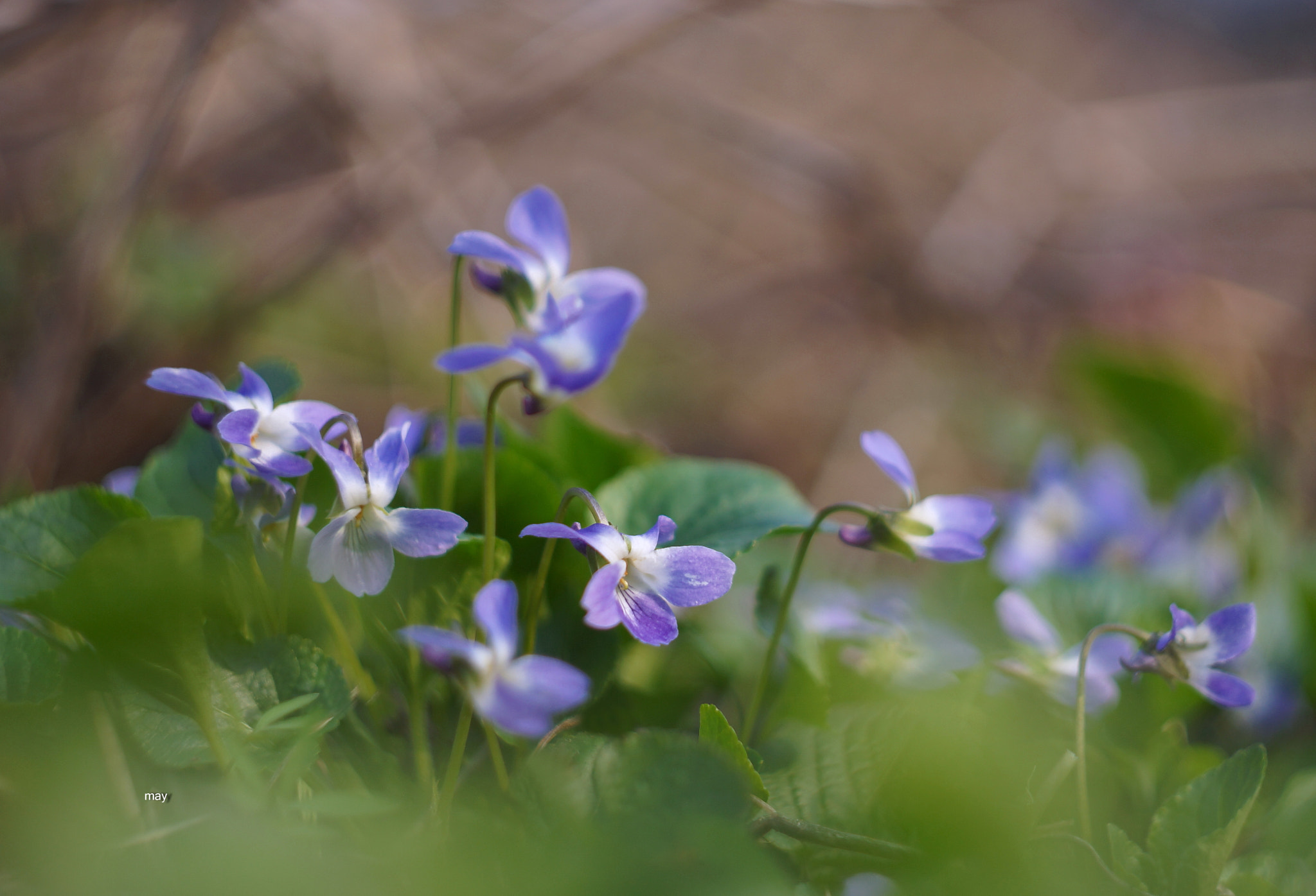 Sony SLT-A65 (SLT-A65V) + Minolta AF 50mm F1.7 sample photo. одни из первых.. photography