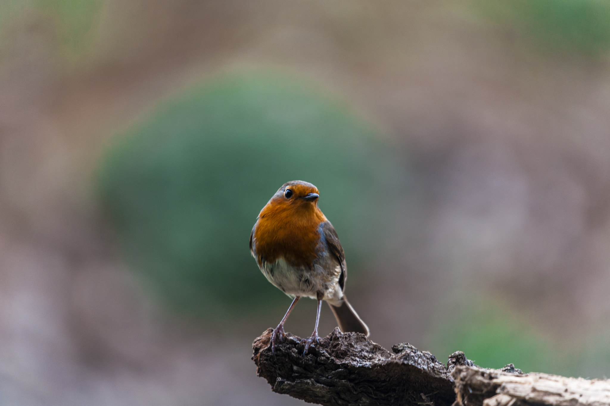 Sigma 50-500mm F4.5-6.3 DG OS HSM sample photo. Peti photography