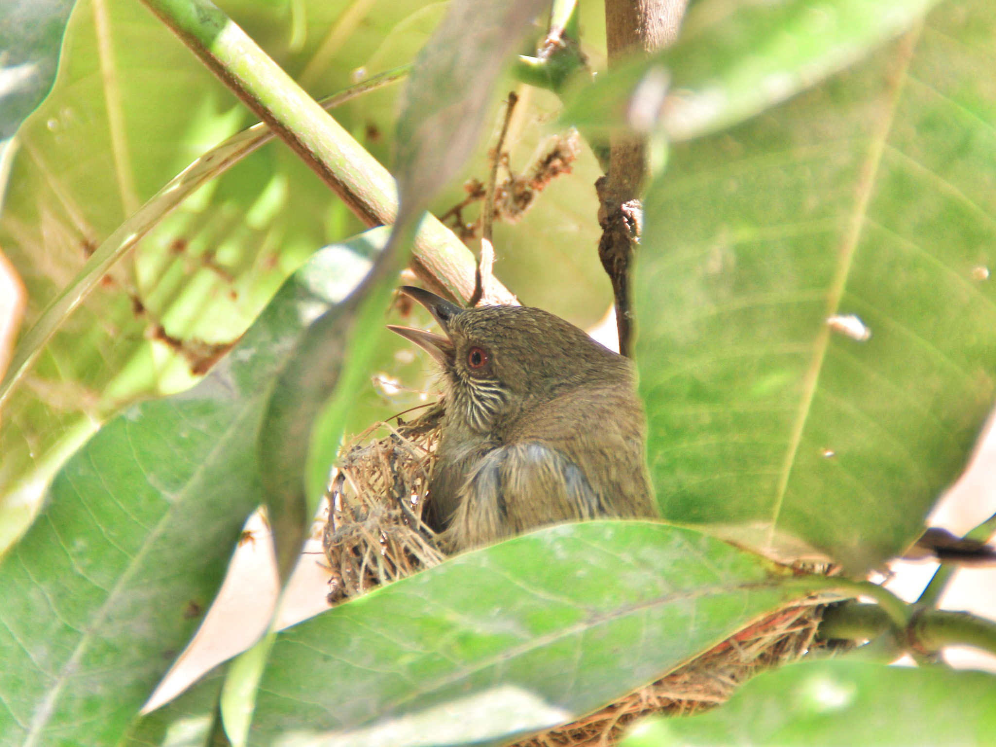 Canon EOS 60D + Canon 18-200mm sample photo. Bird mother photography