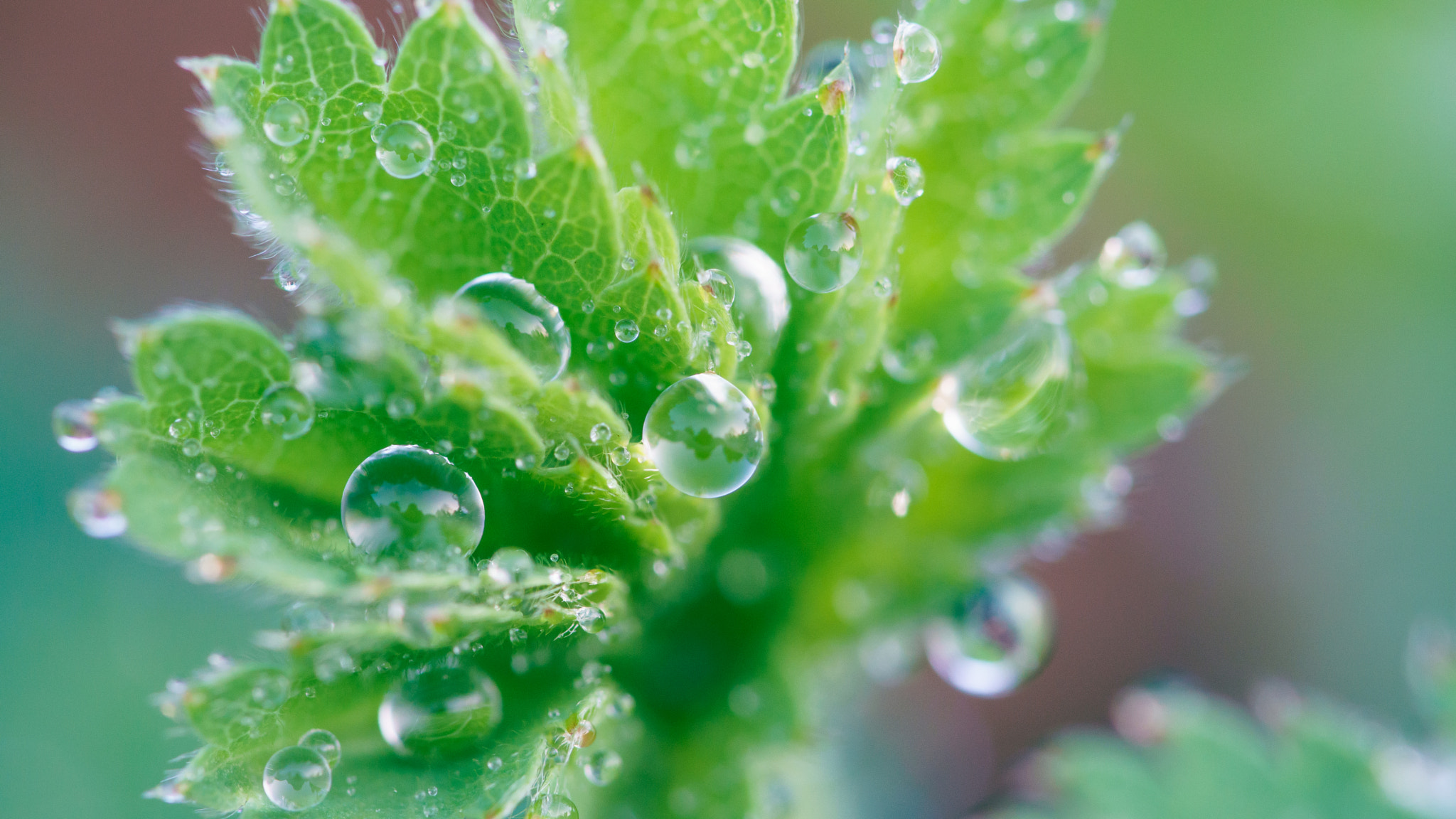 Sony a6000 + 90mm F2.8 Macro SSM sample photo. Waterdrops in plant photography