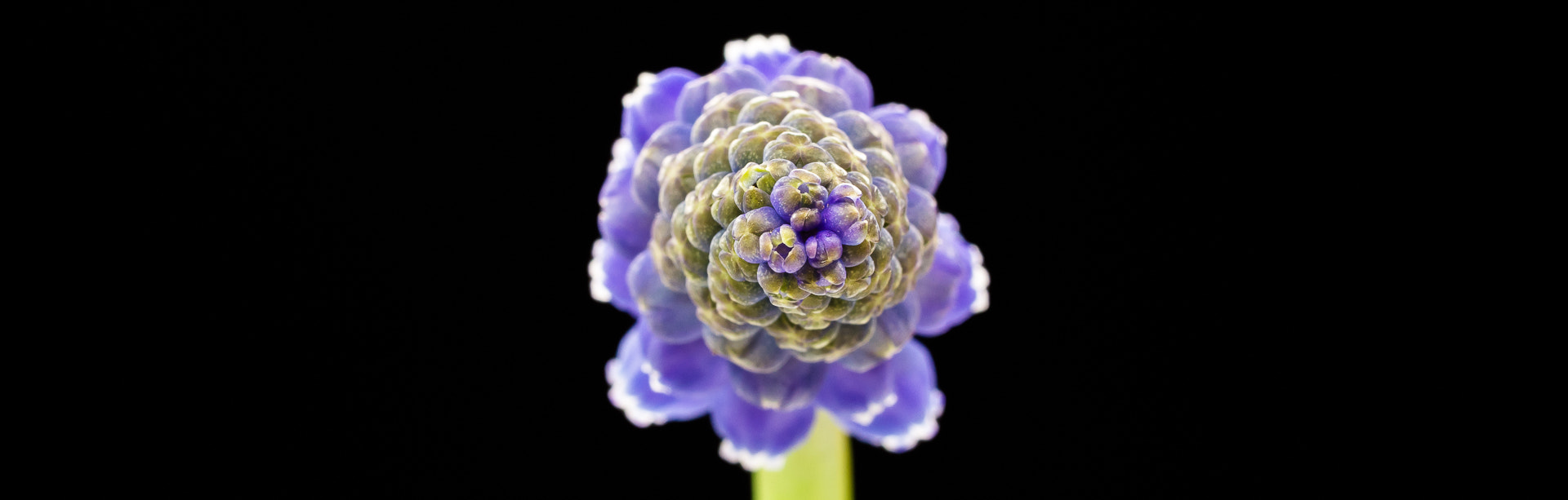 Sony a6000 + 105mm F2.8 sample photo. ... photography