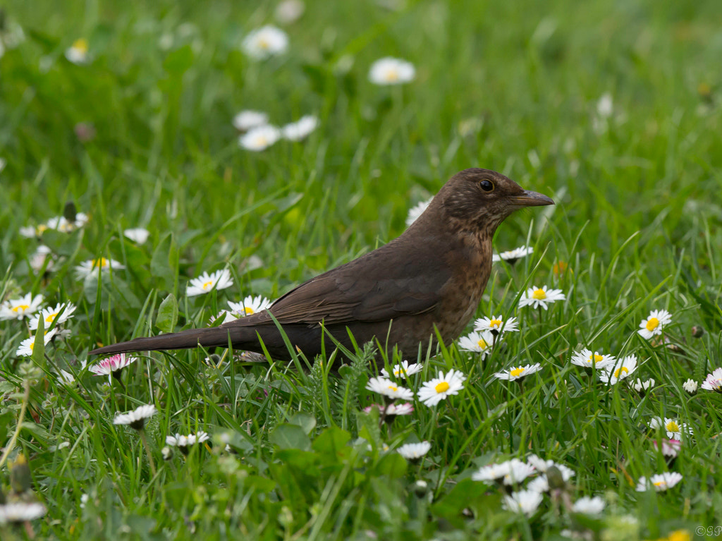 Sony a99 II + Sony 70-400mm F4-5.6 G SSM sample photo. Amsel photography