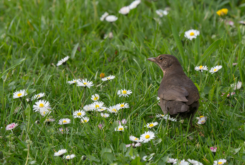 Sony a99 II + Sony 70-400mm F4-5.6 G SSM sample photo. Amsel photography