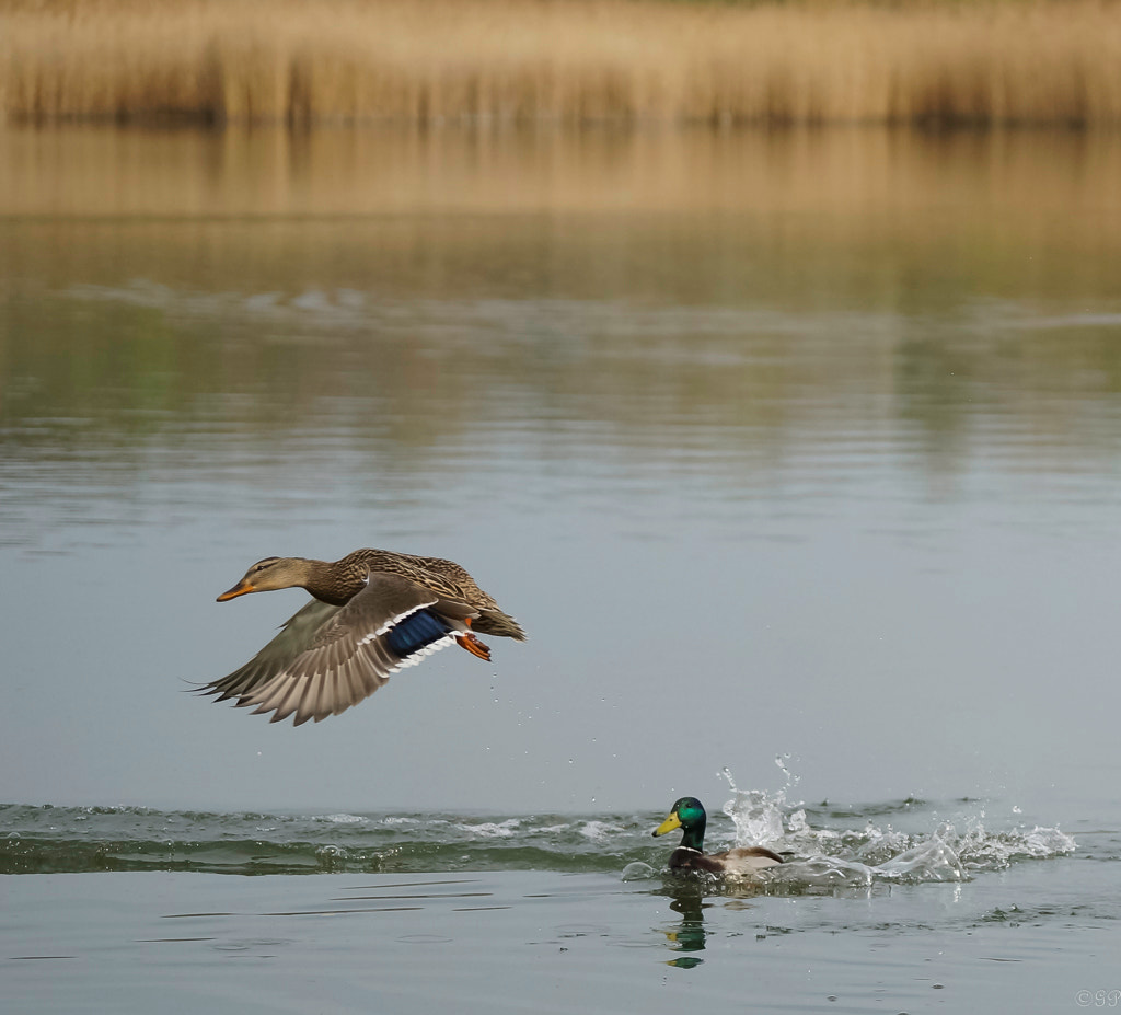 Sony a99 II + Sony 70-400mm F4-5.6 G SSM sample photo. Fliegende ente photography