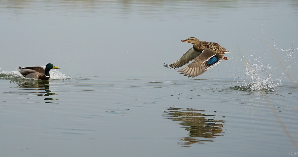 Sony a99 II + Sony 70-400mm F4-5.6 G SSM sample photo. Fliegende ente photography