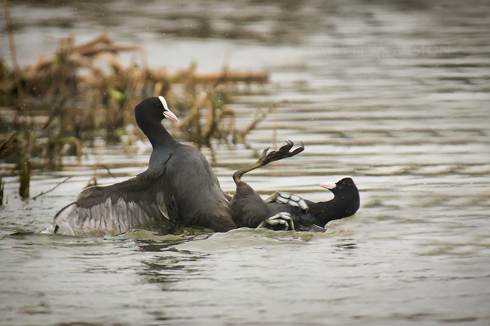 Sigma EX APO 100-300mm F4 IF sample photo. Coots' fight photography